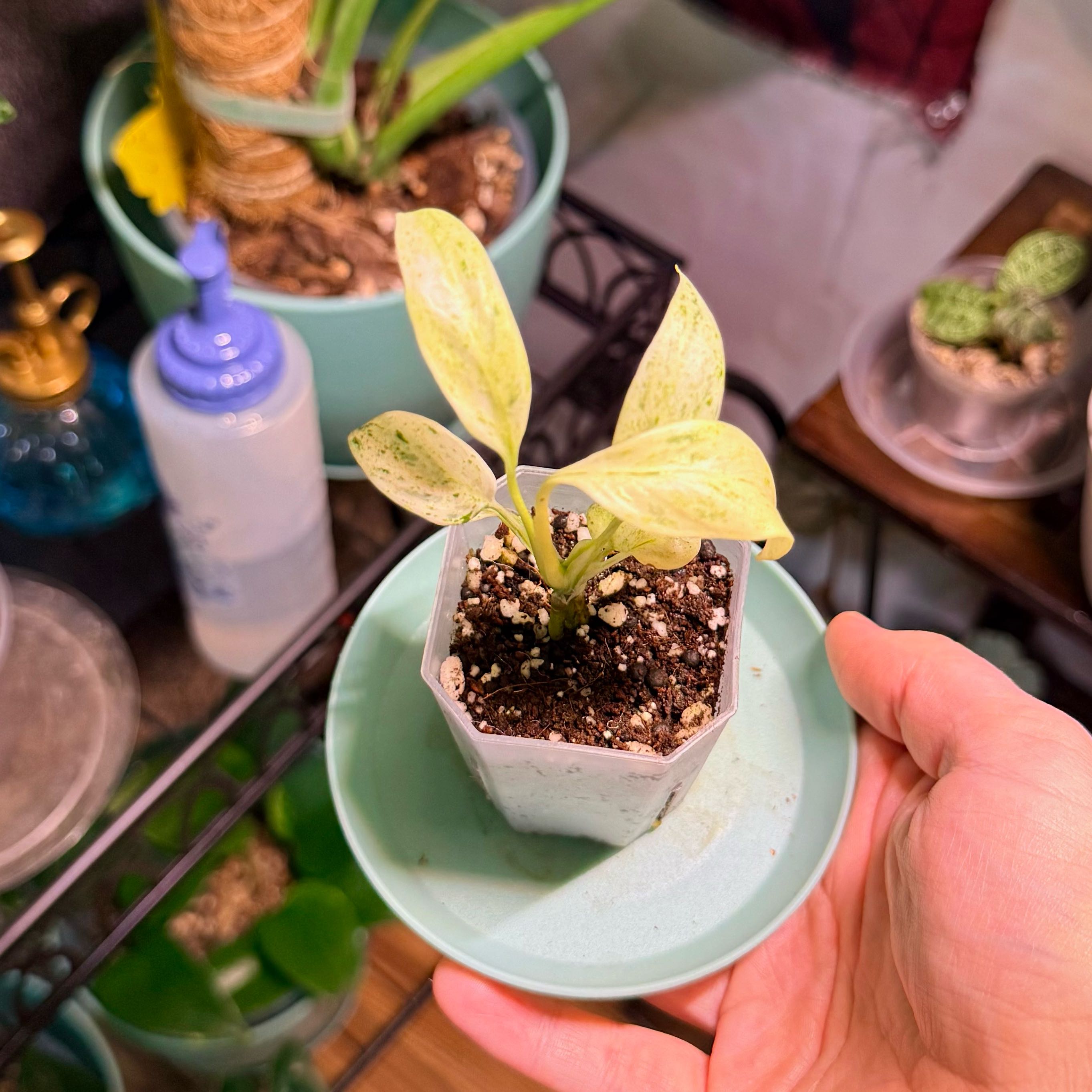 Photo of the plant species Epipremnum giganteum by @Hayliedawn98 named Quiet Giant on Greg, the plant care app
