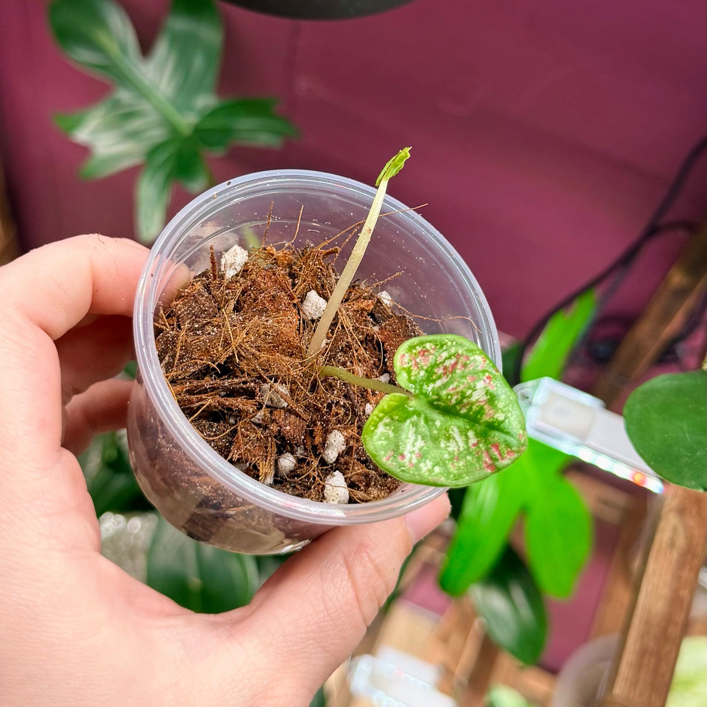 Photo of the plant species Caladium Scarlet Flame by @Hayliedawn98 named Mary on Greg, the plant care app