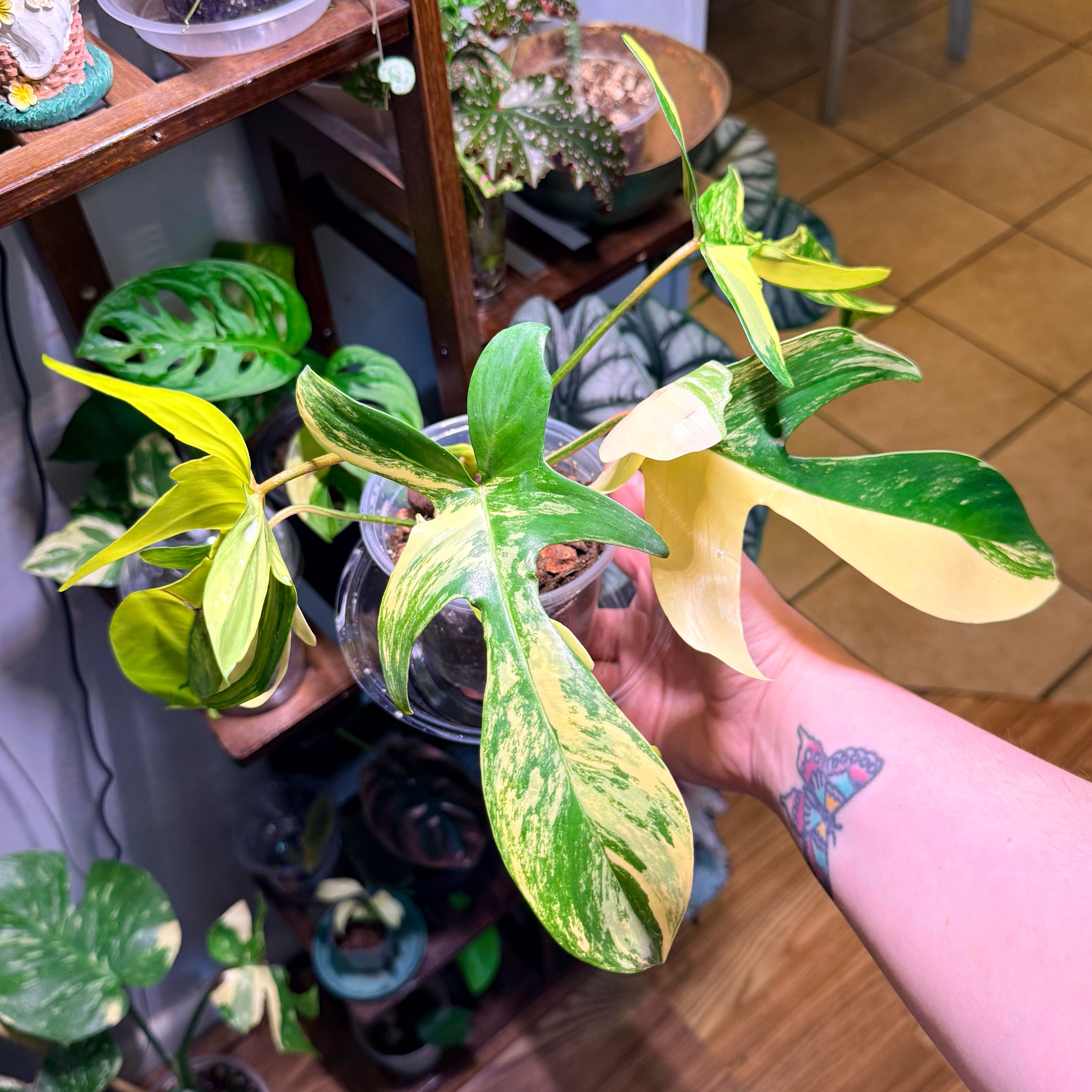 Photo of the plant species Variegated Florida Beauty Philodendron by @Hayliedawn98 named Miley on Greg, the plant care app