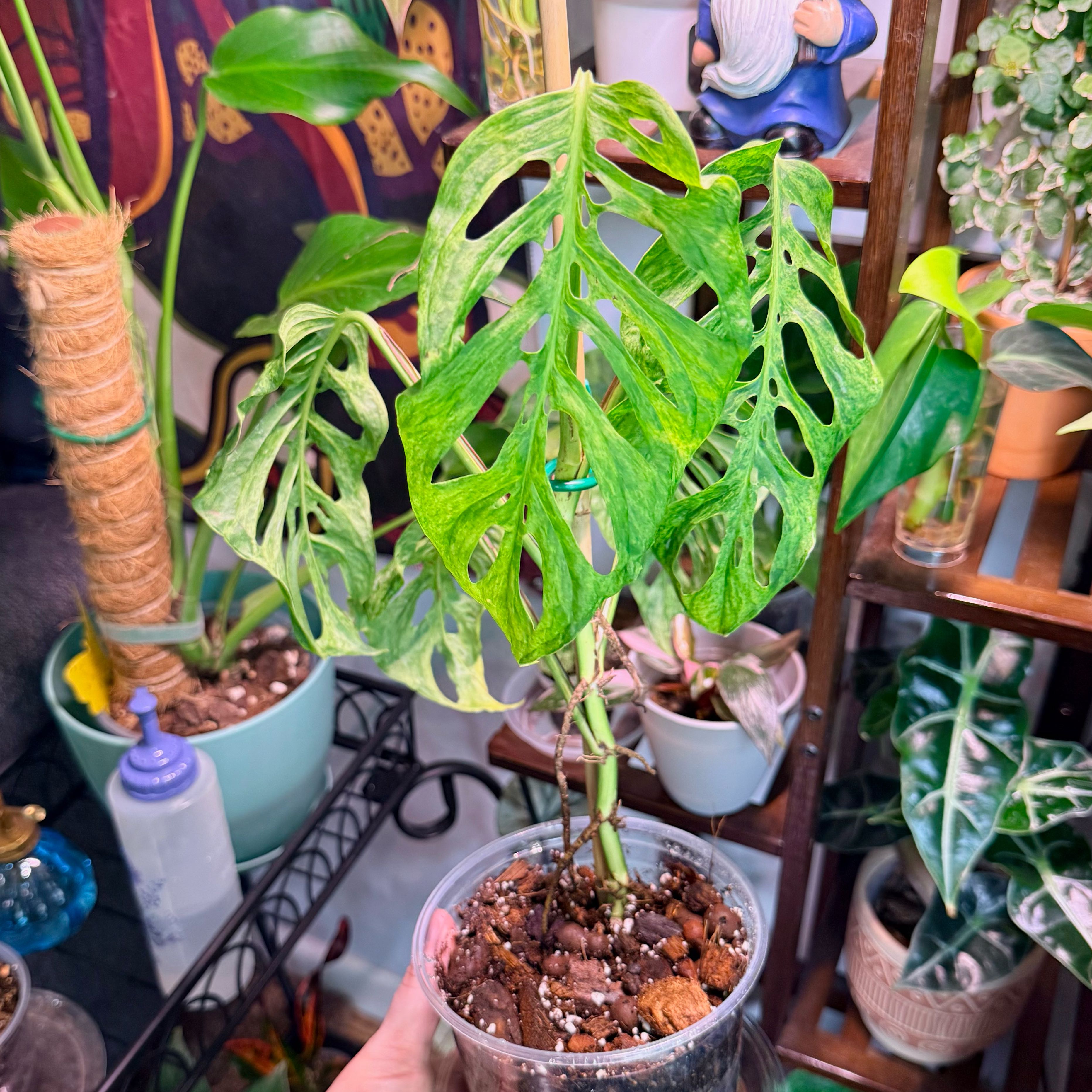 Photo of the plant species Mint Swiss Cheese Monstera by @Hayliedawn98 named Tolkien on Greg, the plant care app