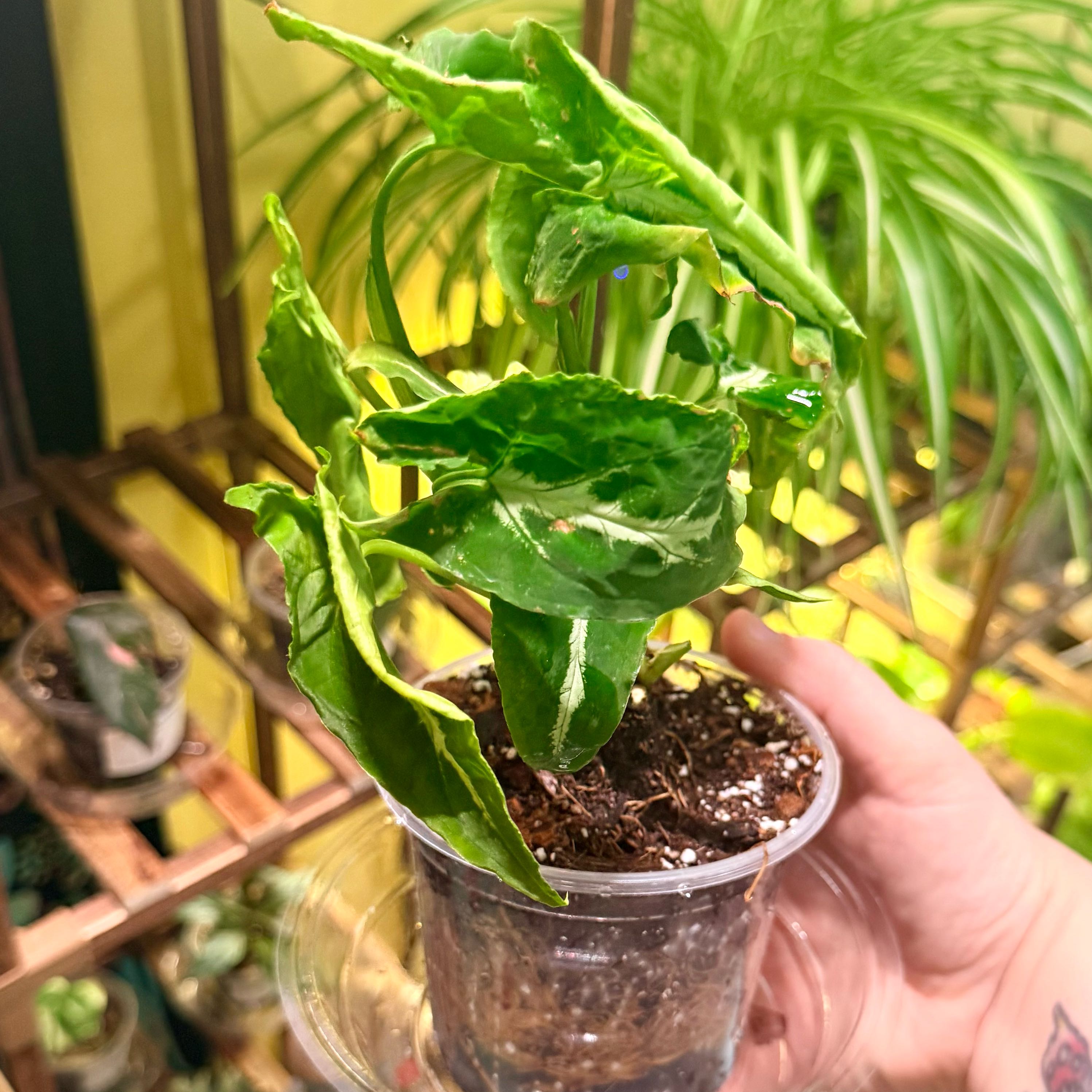 Photo of the plant species Syngonium wendlandii by @Hayliedawn98 named Robert on Greg, the plant care app
