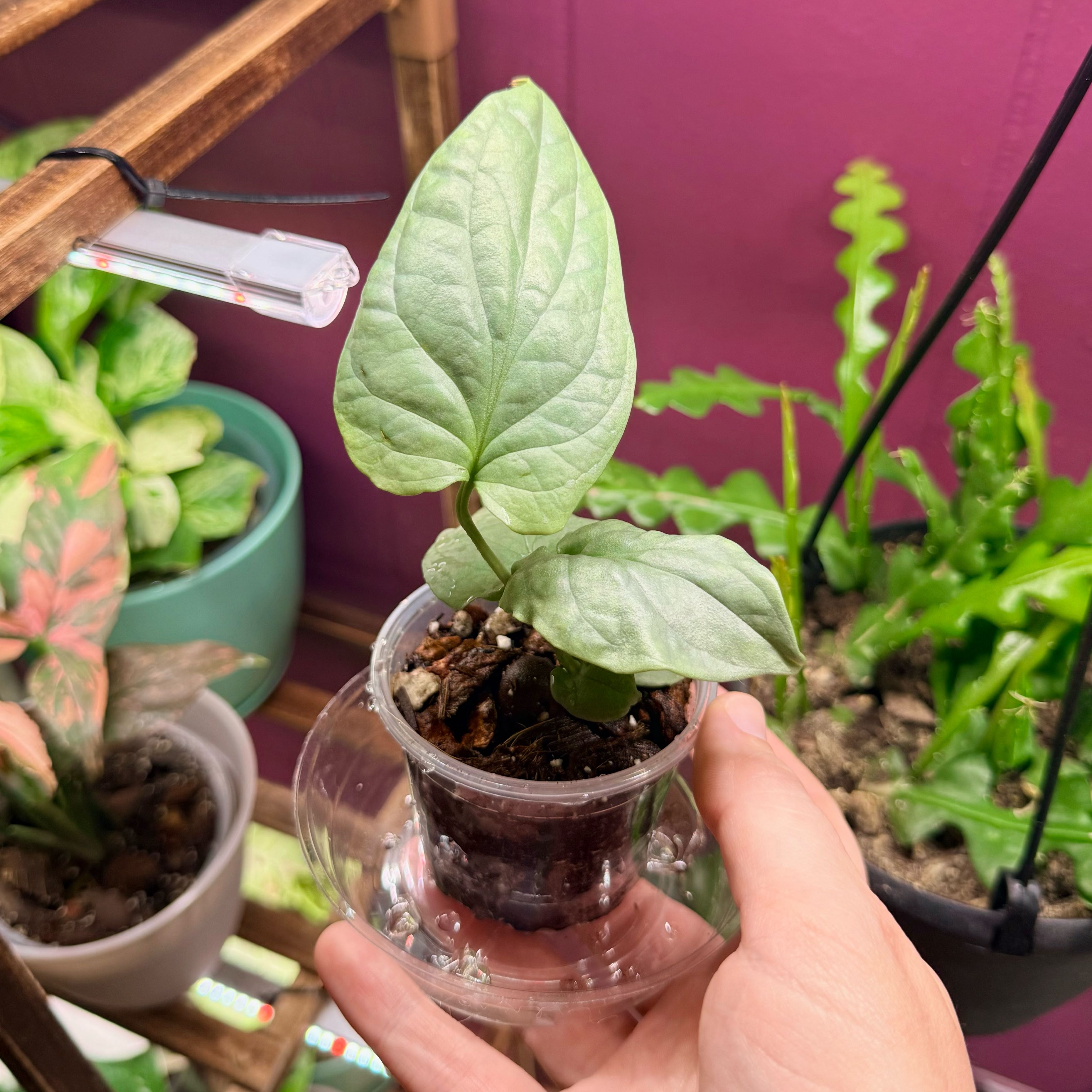 Photo of the plant species Amydrium medium by @Hayliedawn98 named Peter Parker on Greg, the plant care app