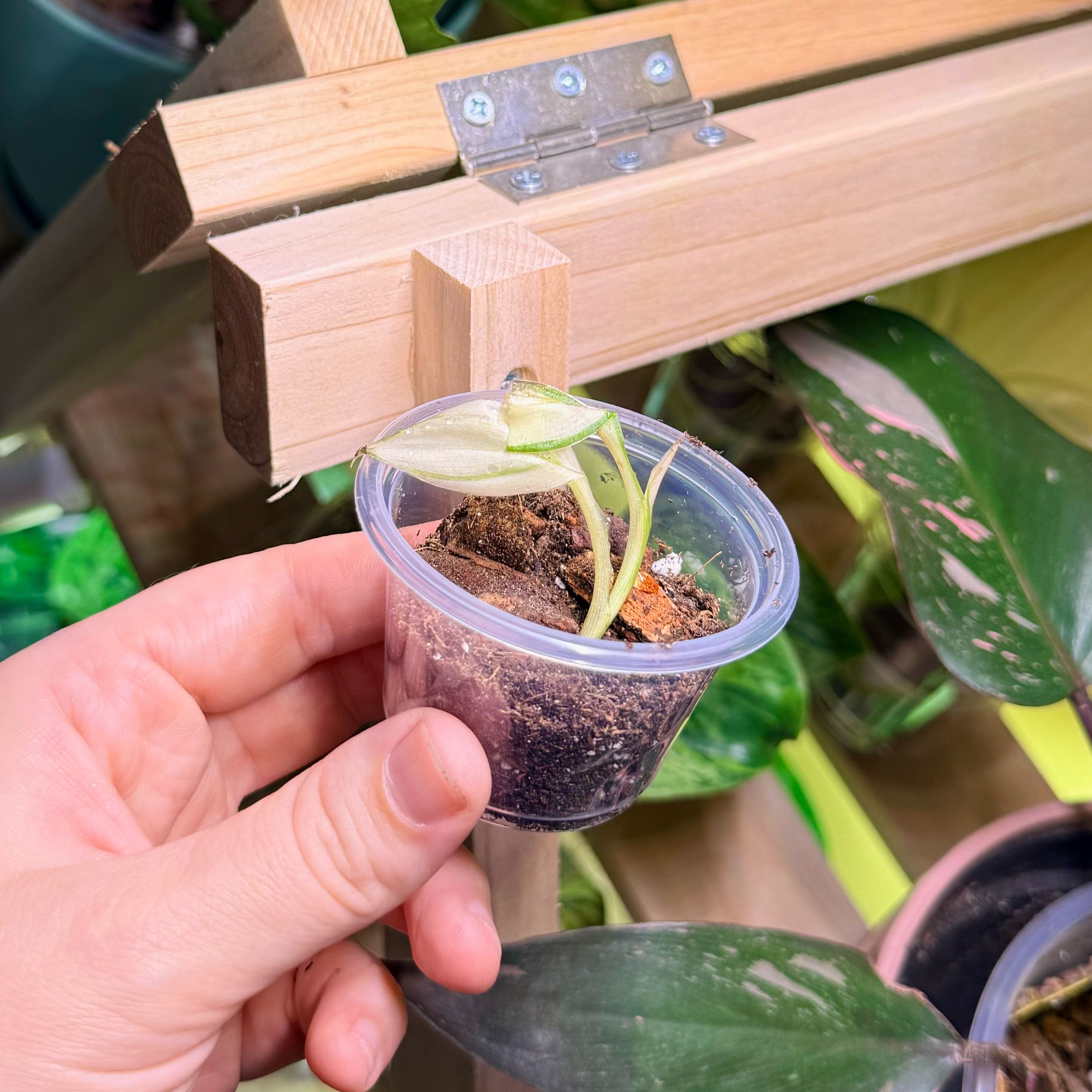 Photo of the plant species Pink Variegated Banana by @Hayliedawn98 named Bodhi on Greg, the plant care app