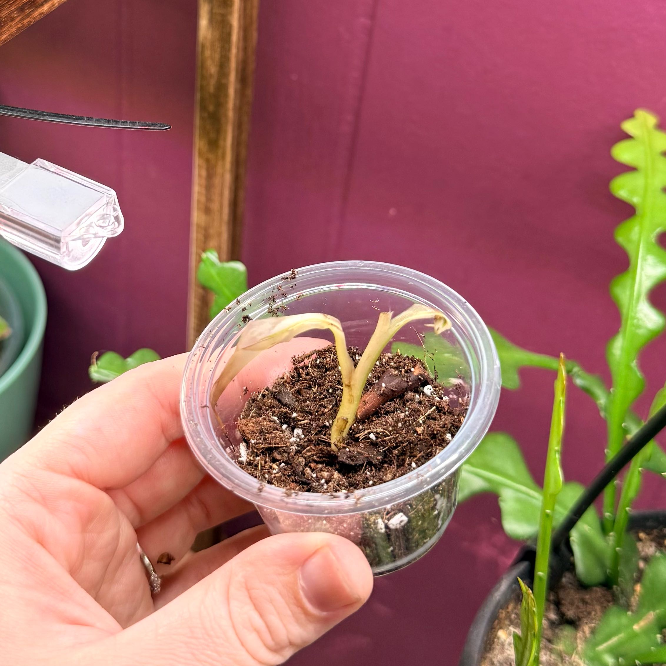 Photo of the plant species Pink Variegated Banana by @Hayliedawn98 named Nithin on Greg, the plant care app