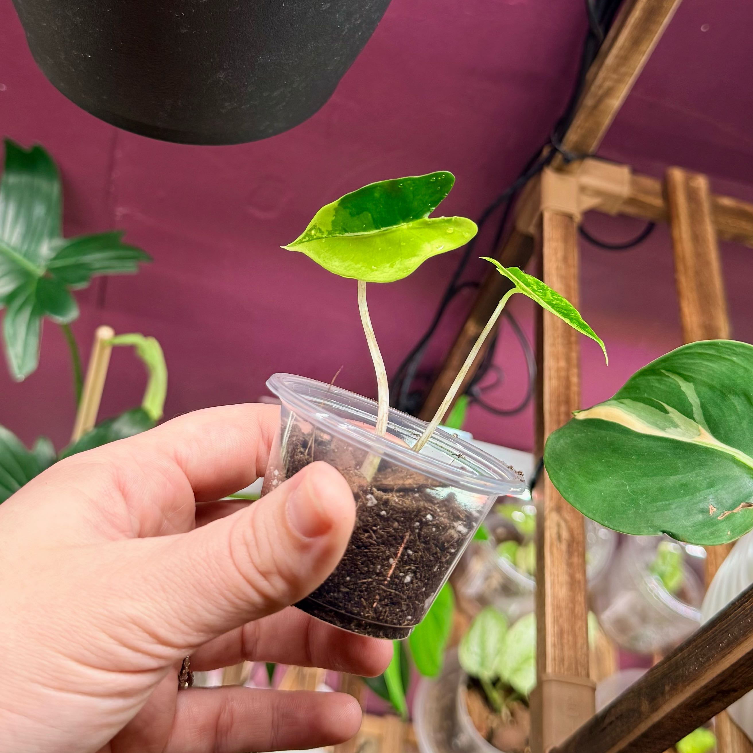 Photo of the plant species Alocasia 'Zebrina Aurea' by @Hayliedawn98 named Zurea on Greg, the plant care app