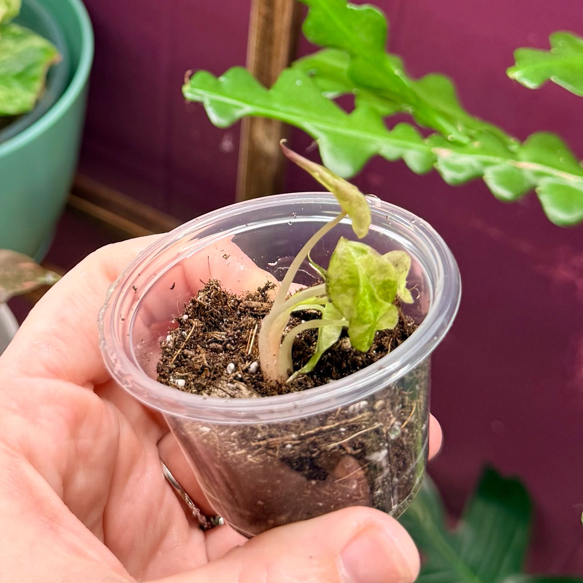 Photo of the plant species Alocasia Polly Aurea by @Hayliedawn98 named Bambi on Greg, the plant care app