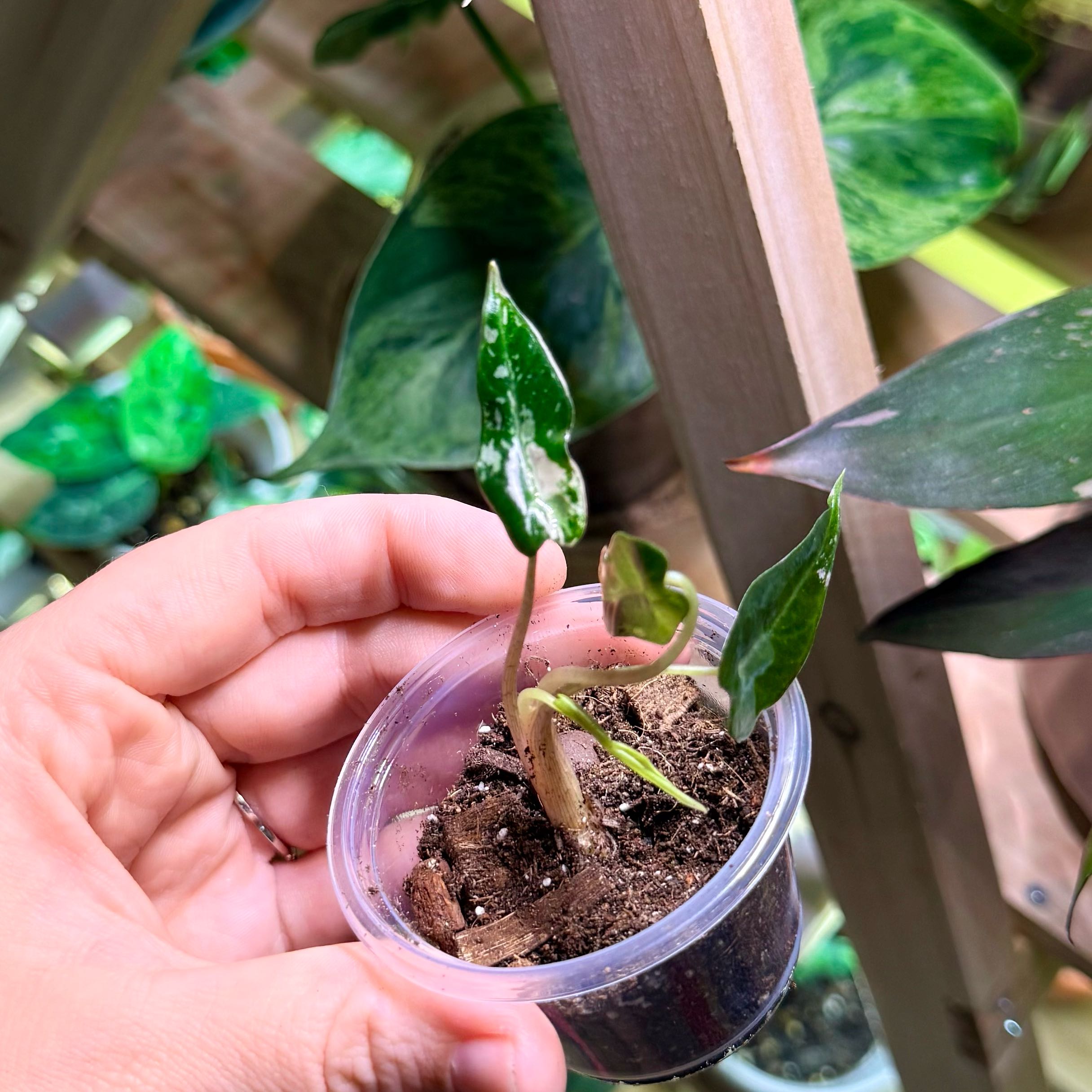 Photo of the plant species Alocasia Bambino Variegated Pink by @Hayliedawn98 named Elina on Greg, the plant care app