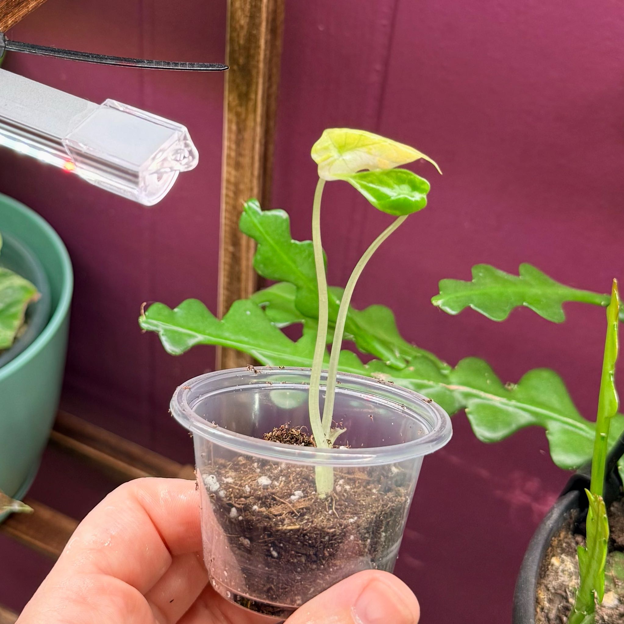Photo of the plant species Var Dragon Scale by @Hayliedawn98 named Prince on Greg, the plant care app