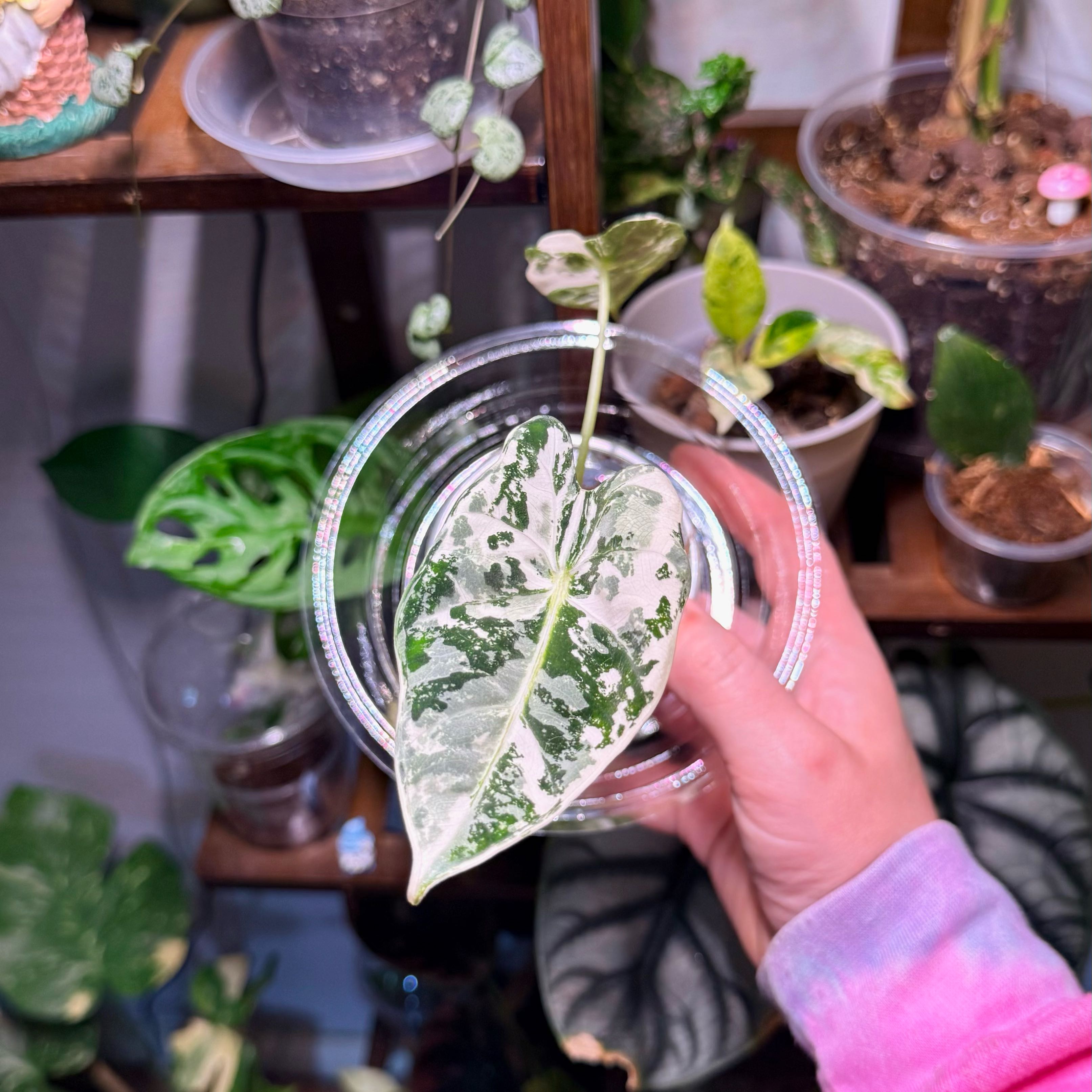 Photo of the plant species Frydek Albo by @Hayliedawn98 named Spot on Greg, the plant care app