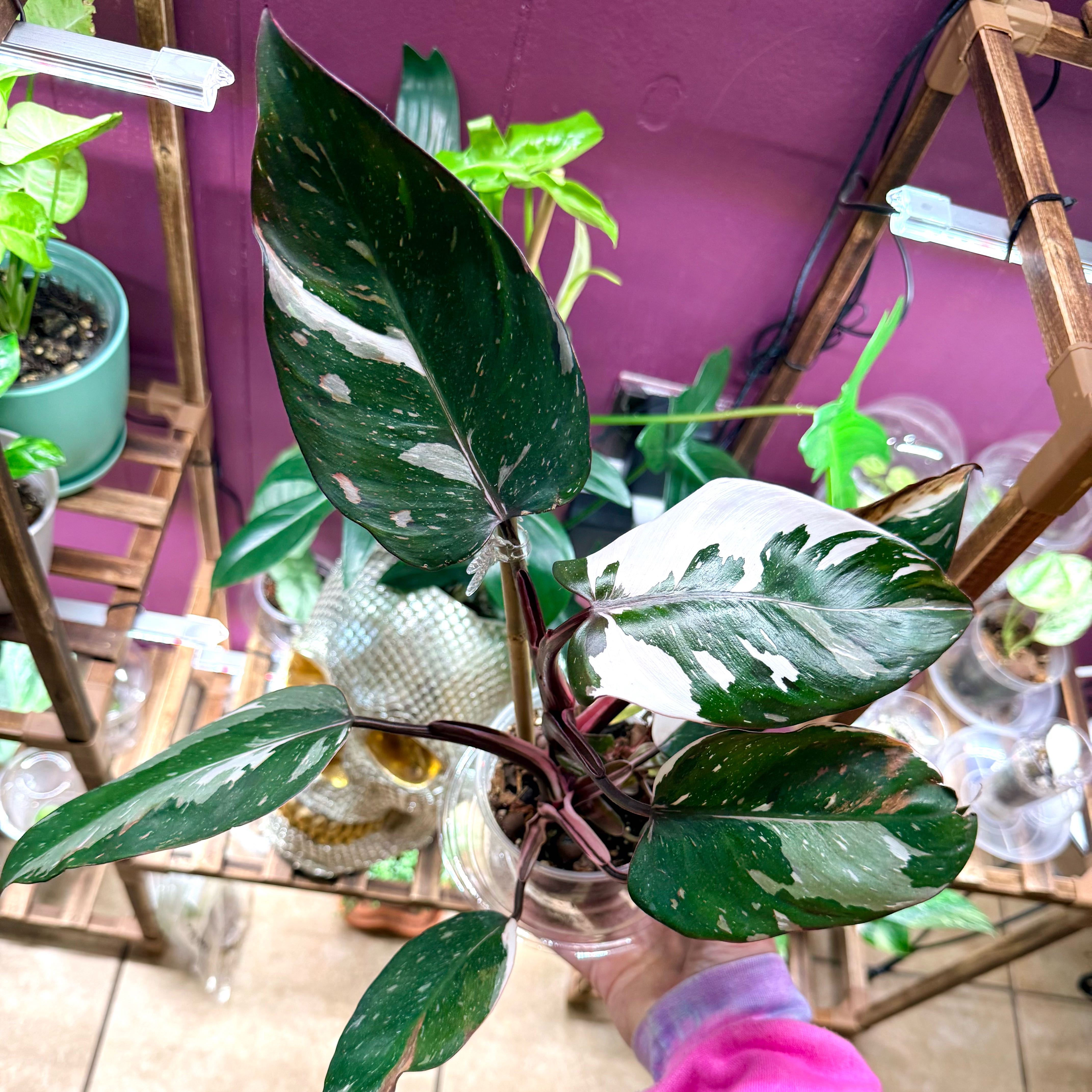 Photo of the plant species Philodendron Red Anderson by @Hayliedawn98 named Anderson on Greg, the plant care app