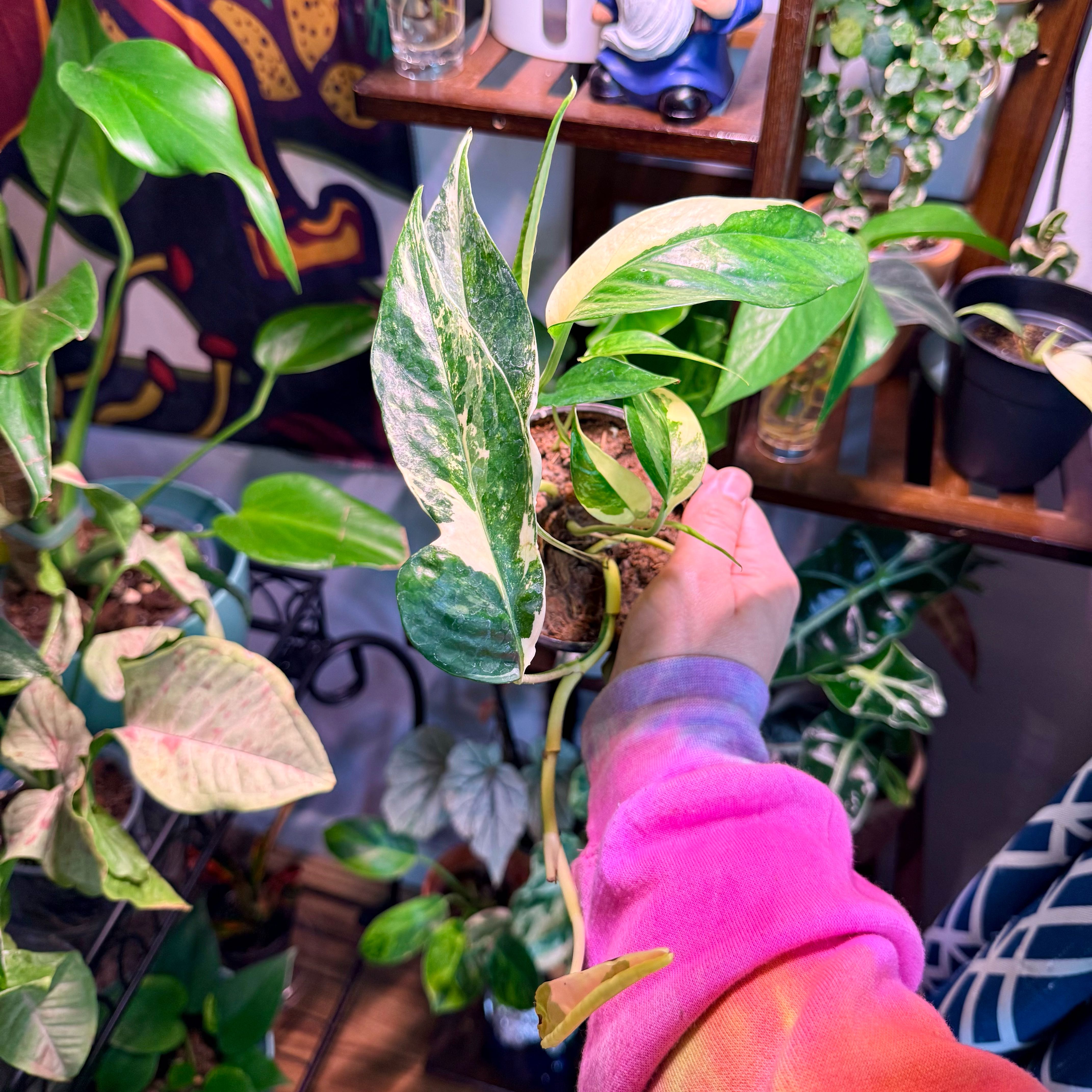Photo of the plant species Albo Epipremnum Pinnatum by @Hayliedawn98 named Epi on Greg, the plant care app