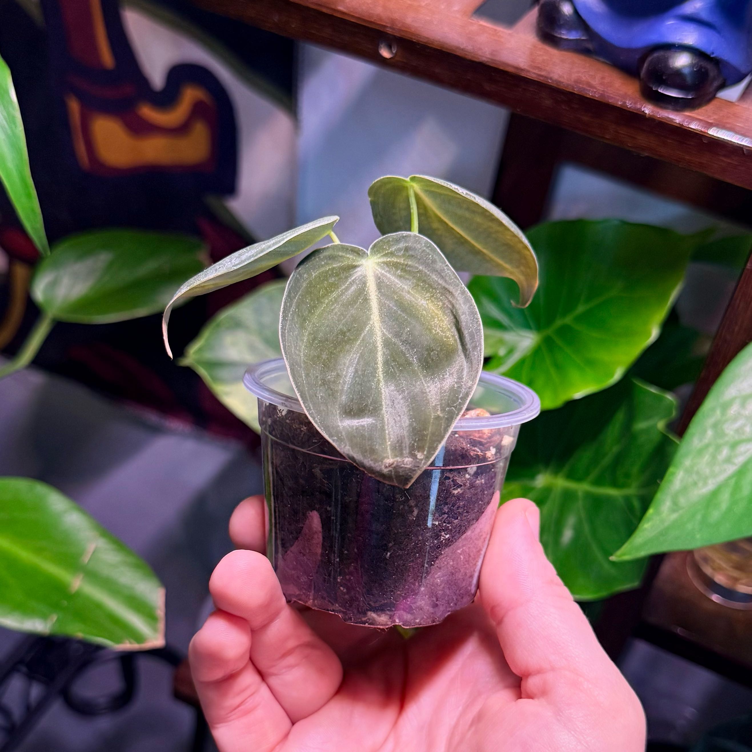 Photo of the plant species Philodendron Melanochrysum x Verrucosum by @Hayliedawn98 named Melano on Greg, the plant care app