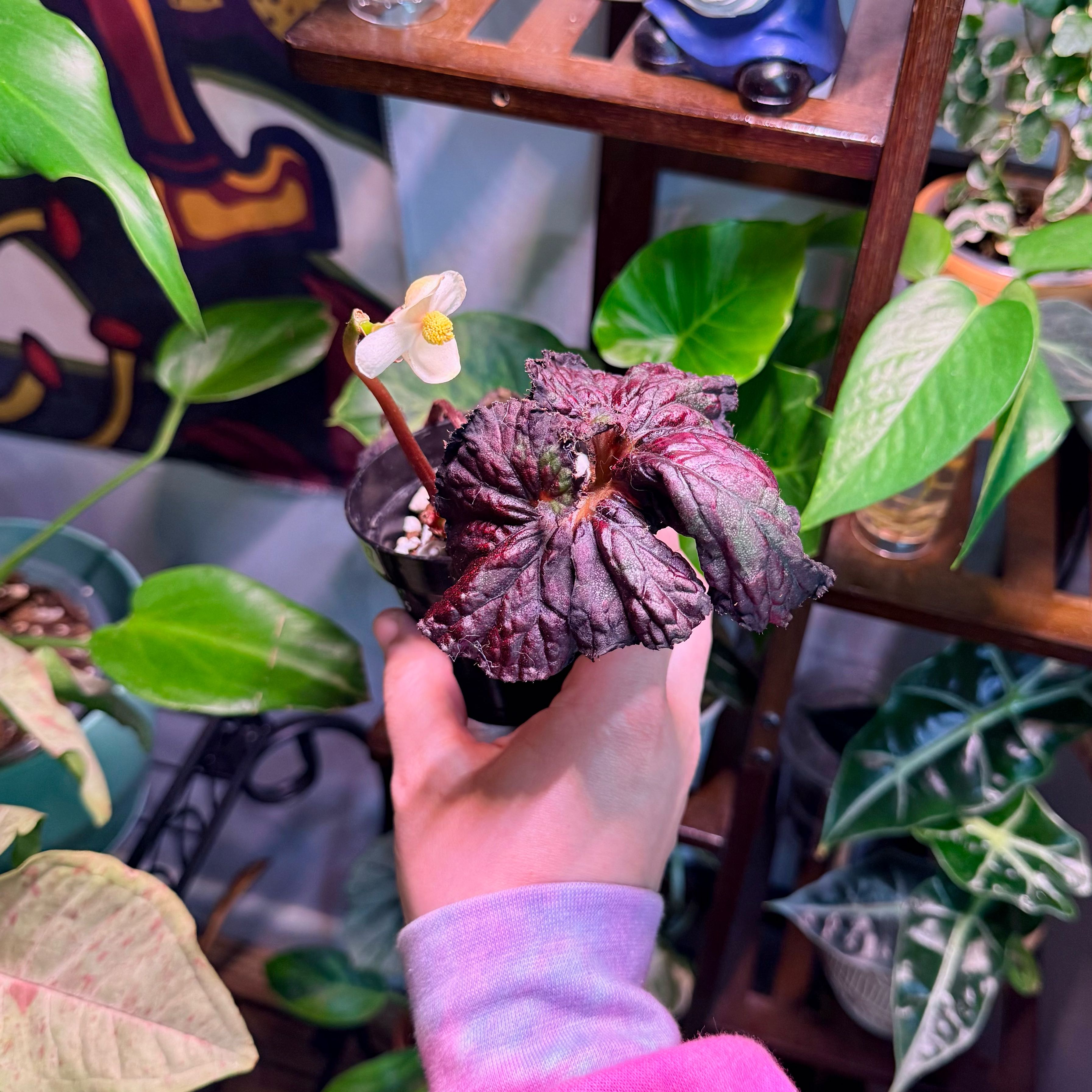 Photo of the plant species Galaxy Begonia by @Hayliedawn98 named Harmony on Greg, the plant care app