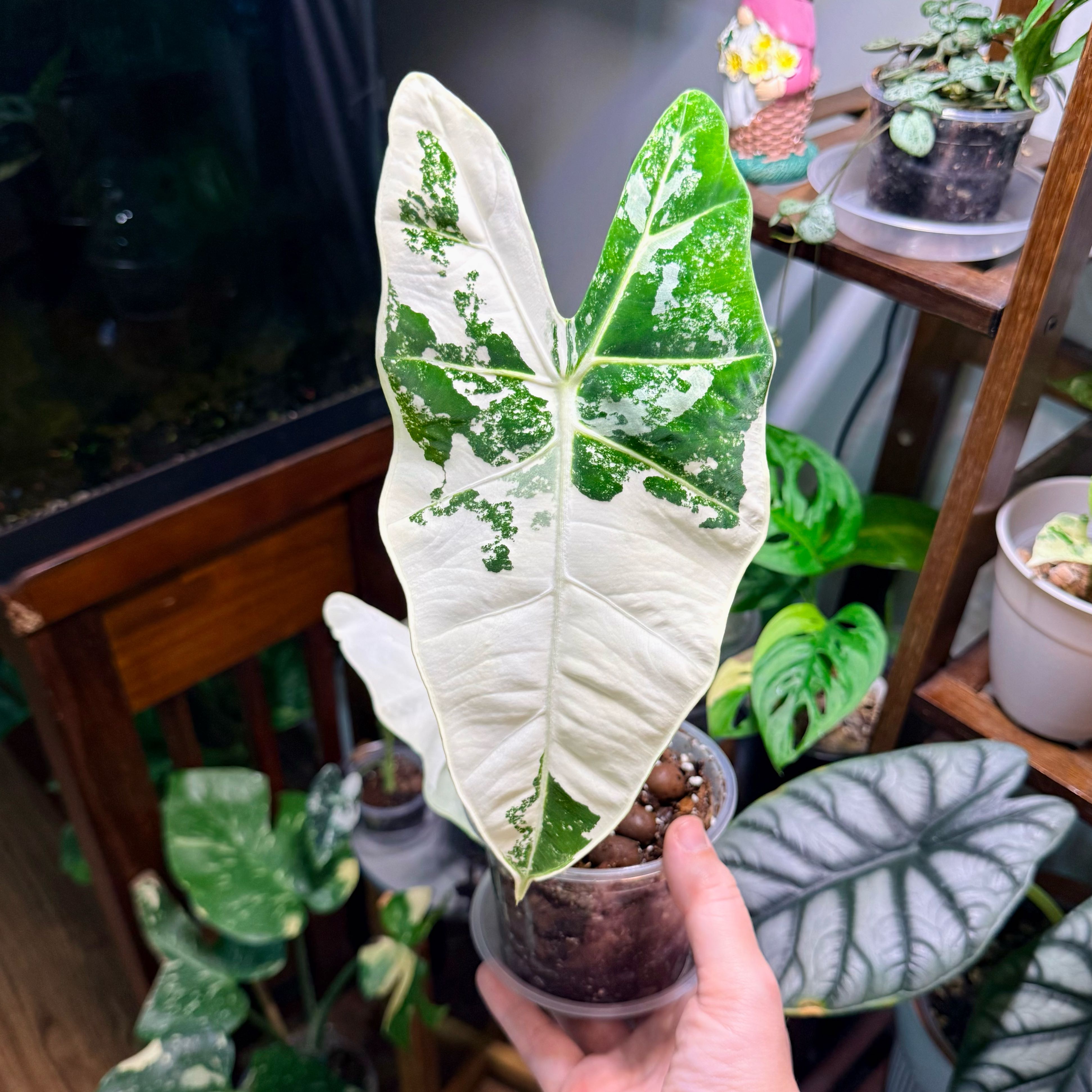 Photo of the plant species Frydek Albo by @Hayliedawn98 named Annie on Greg, the plant care app
