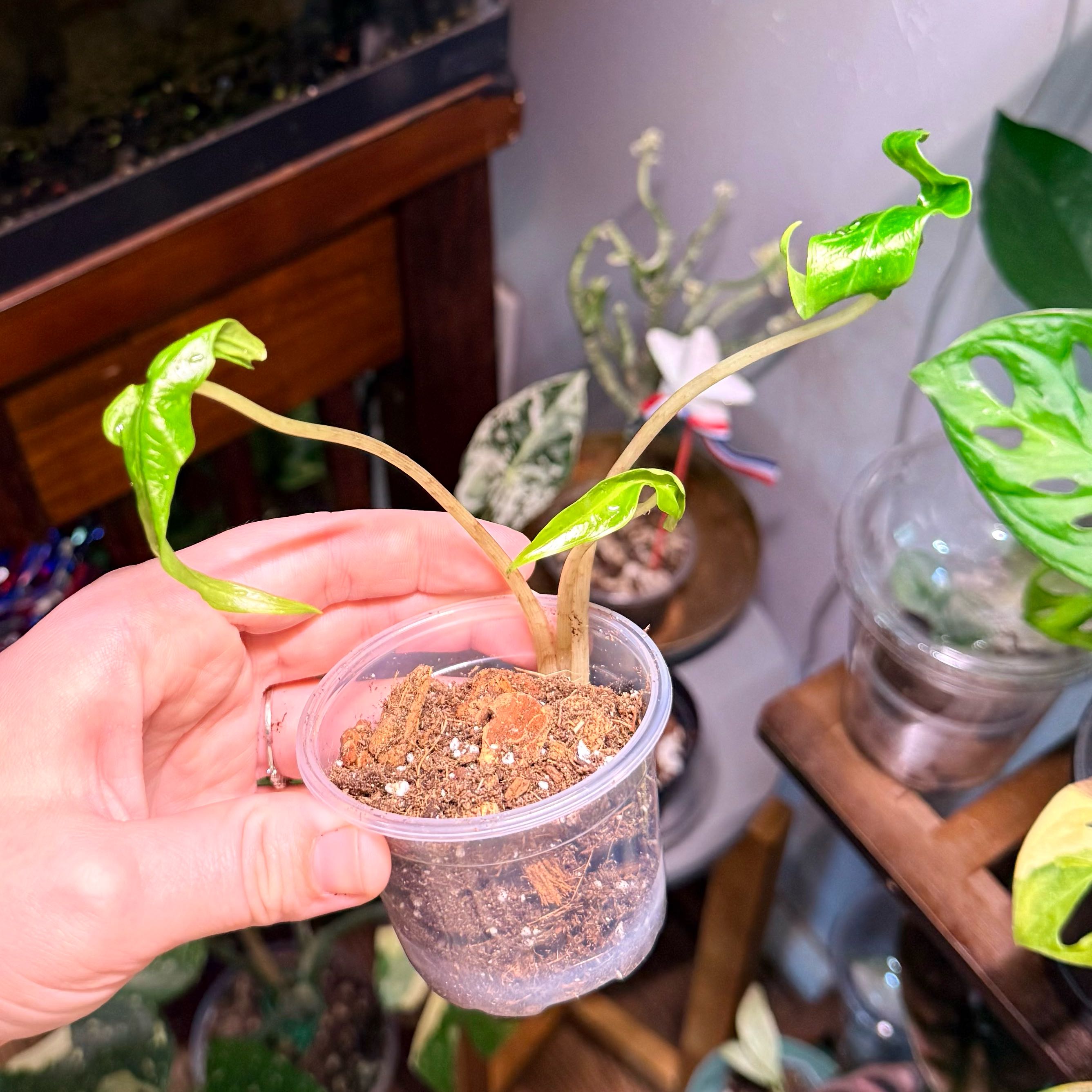 Photo of the plant species Alocasia sabrina by @Hayliedawn98 named Sabrina on Greg, the plant care app