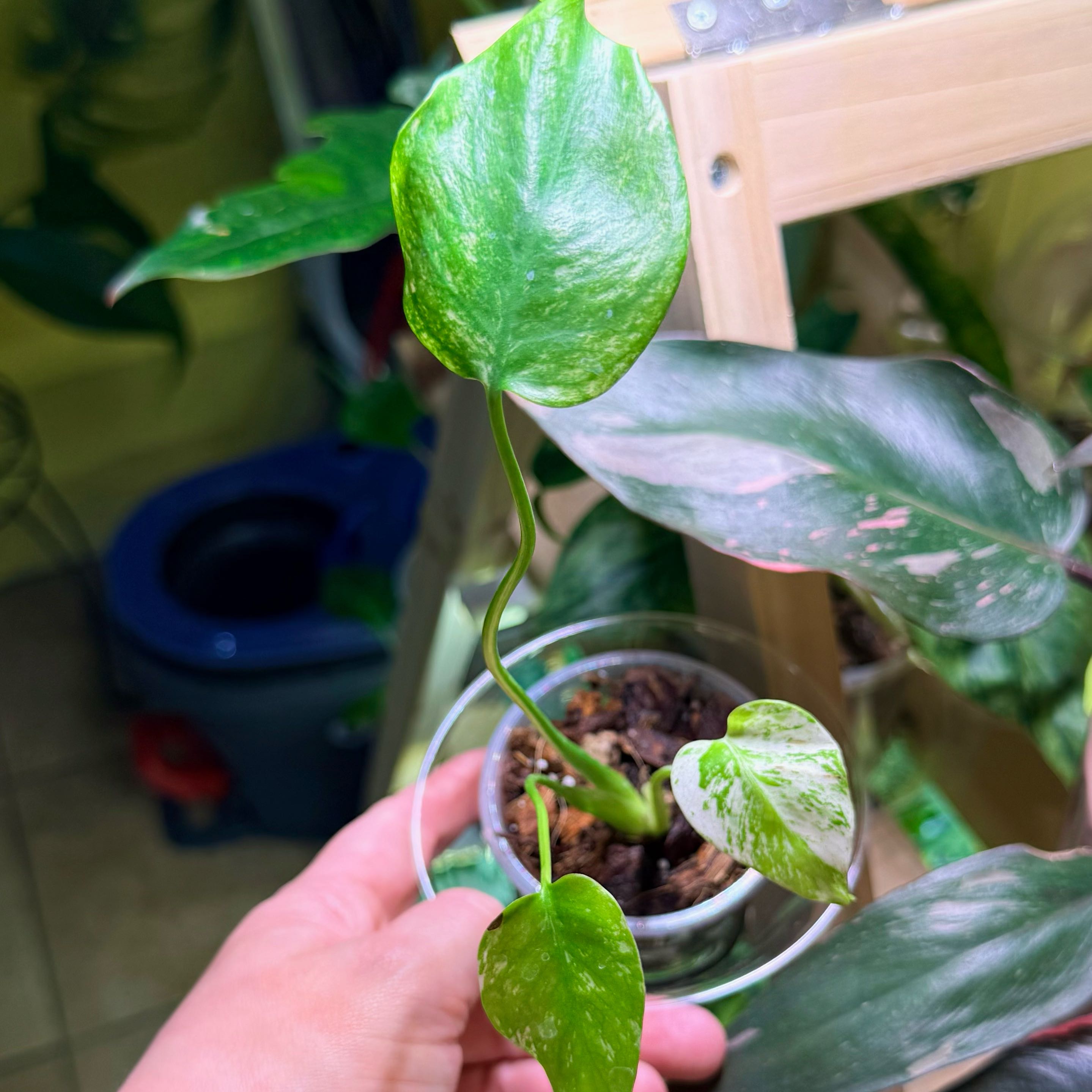Photo of the plant species Monstera 'White Monster' by @Hayliedawn98 named Abominable on Greg, the plant care app