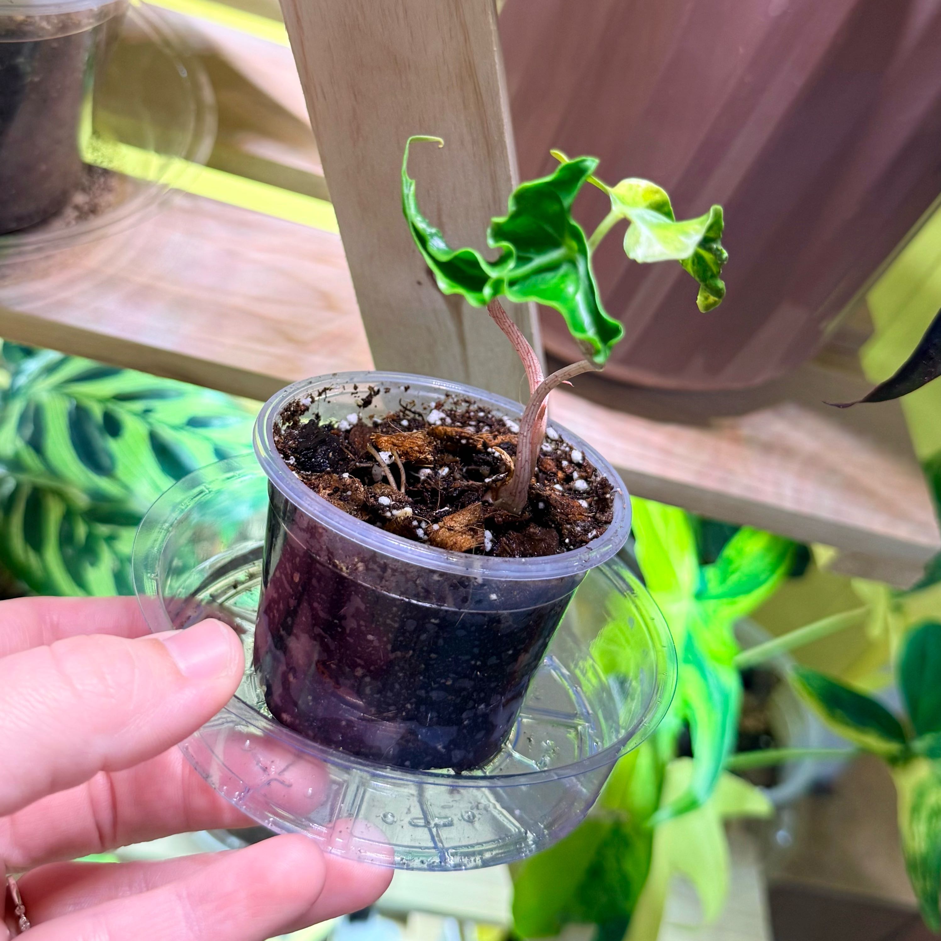 Photo of the plant species Alocasia Loco by @Hayliedawn98 named Loco on Greg, the plant care app