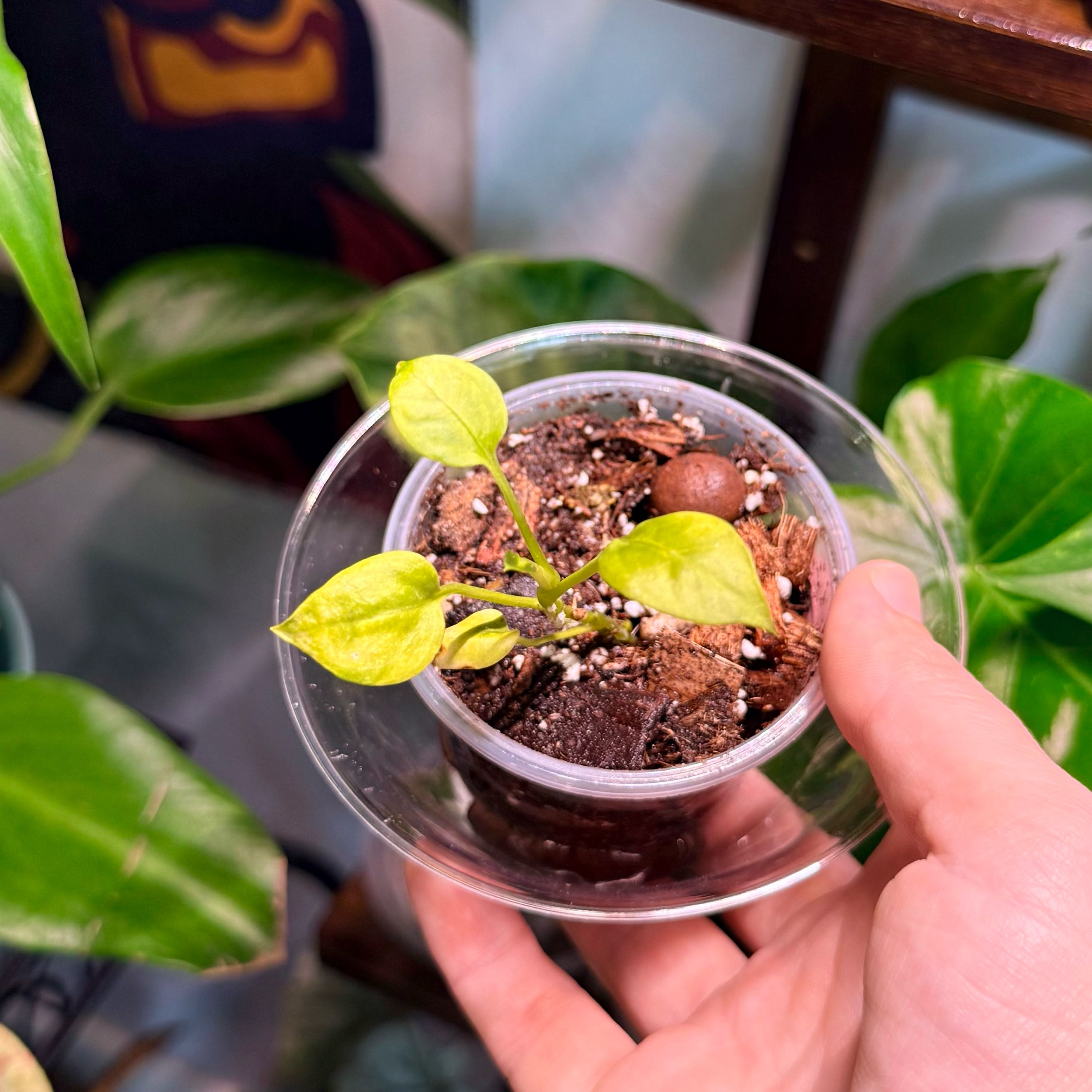 Photo of the plant species strap-leaved anthurium by @Hayliedawn98 named Vitta on Greg, the plant care app