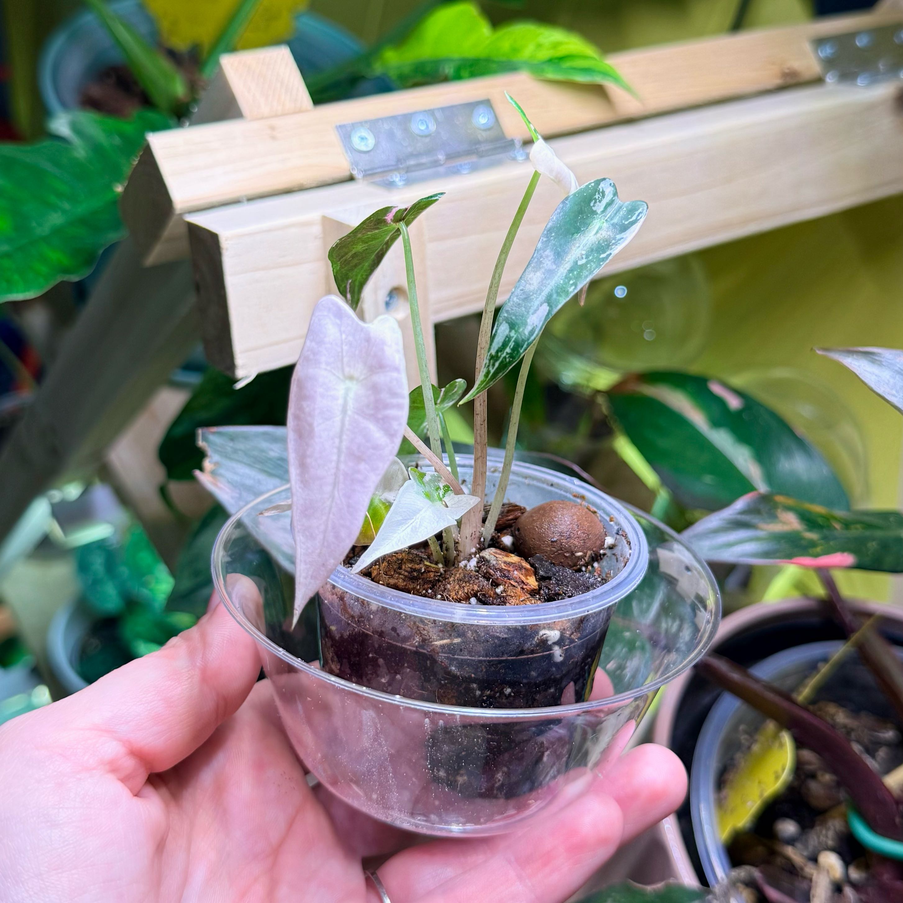 Photo of the plant species Alocasia Pink Bambino by @Hayliedawn98 named Rosalie on Greg, the plant care app