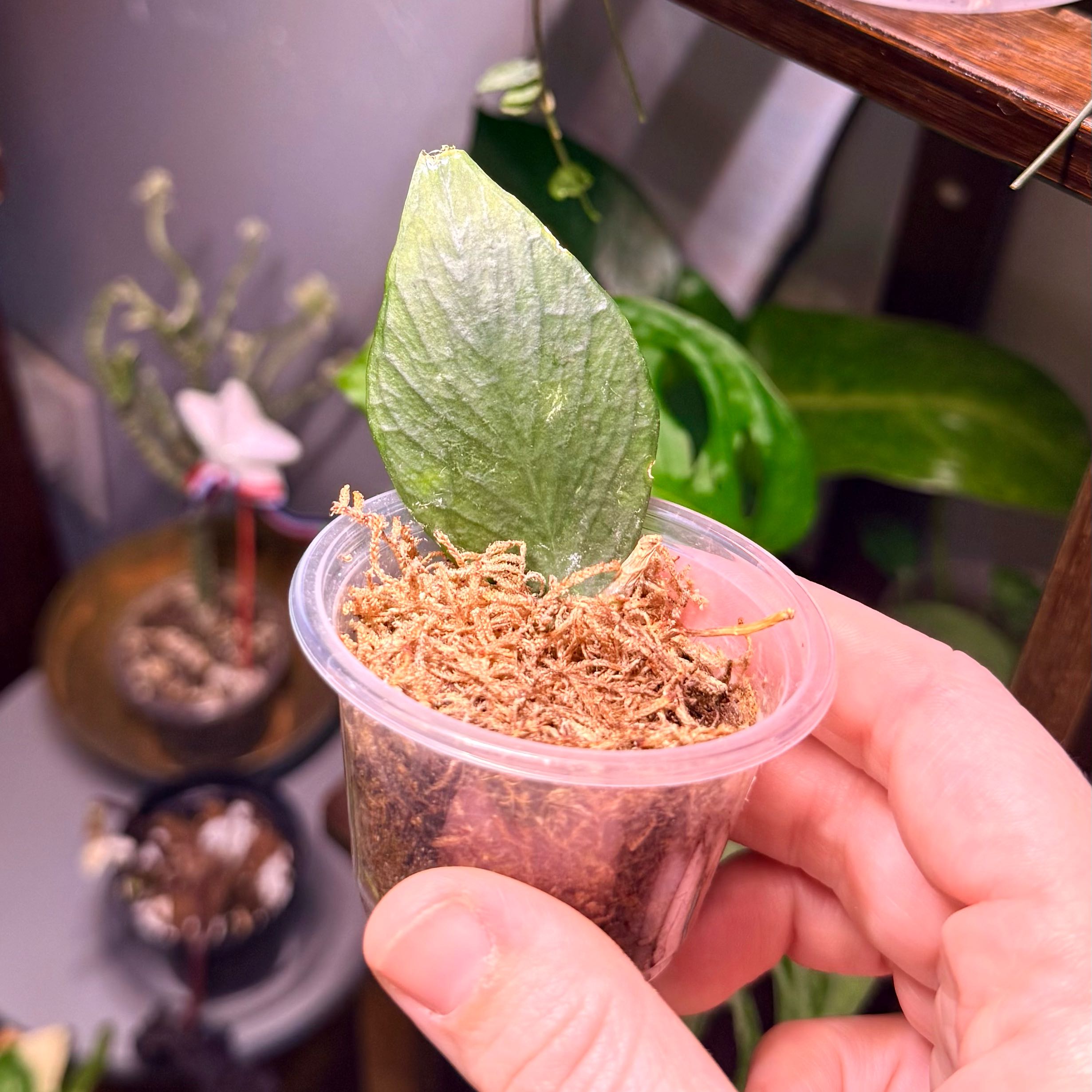Photo of the plant species Fishtail Hoya by @Hayliedawn98 named Ariel on Greg, the plant care app