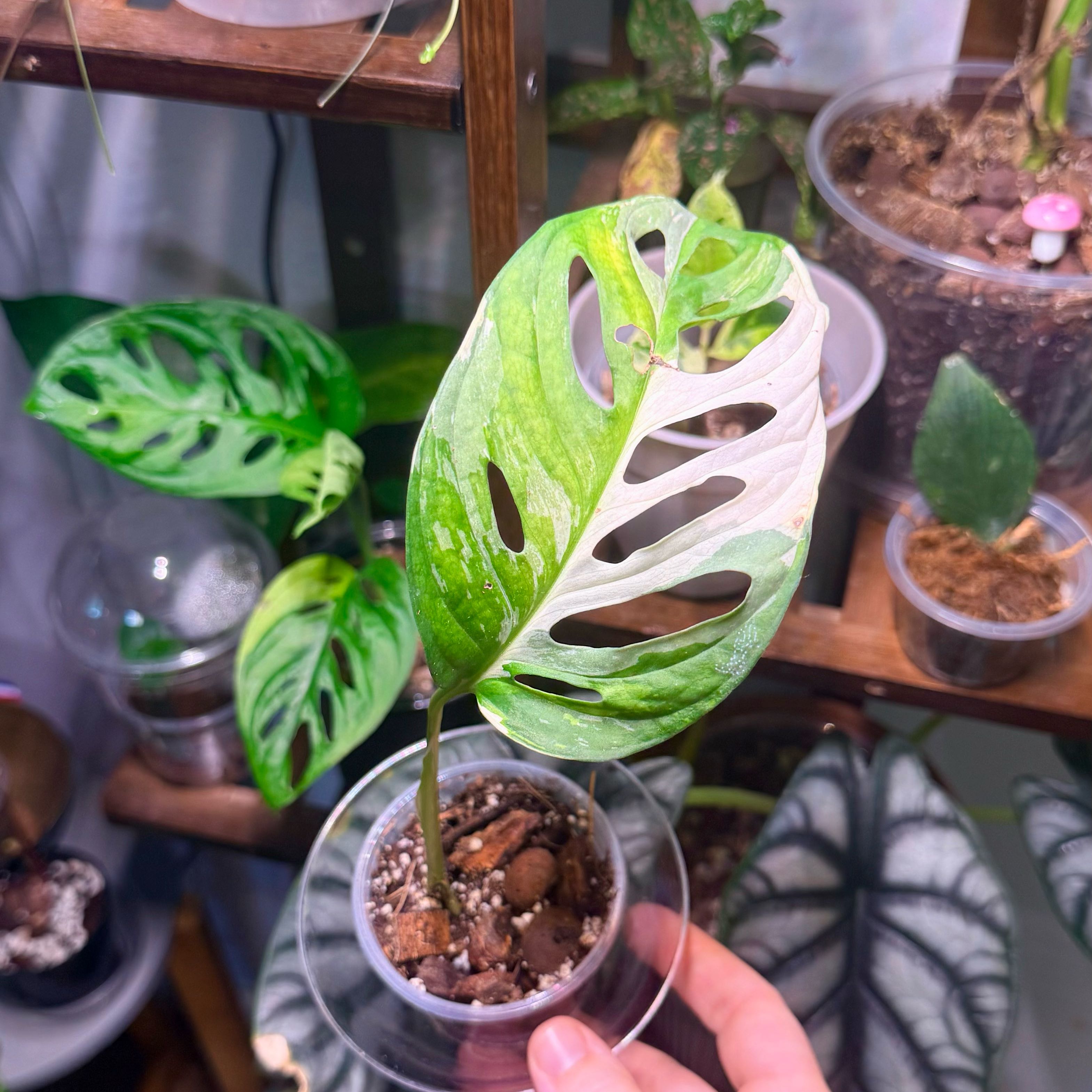 Photo of the plant species Variegated Swiss Cheese Plant by @Hayliedawn98 named Albiswiss on Greg, the plant care app