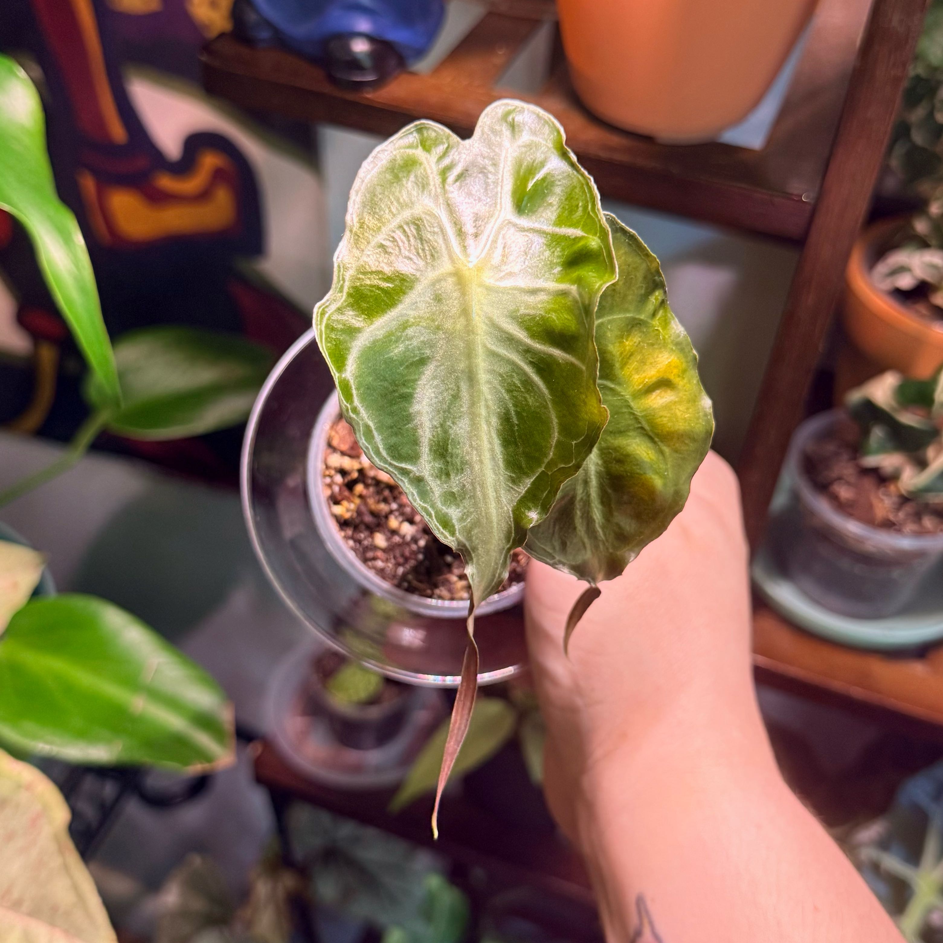 Photo of the plant species Alocasia 'Venom' by @Hayliedawn98 named Brock on Greg, the plant care app