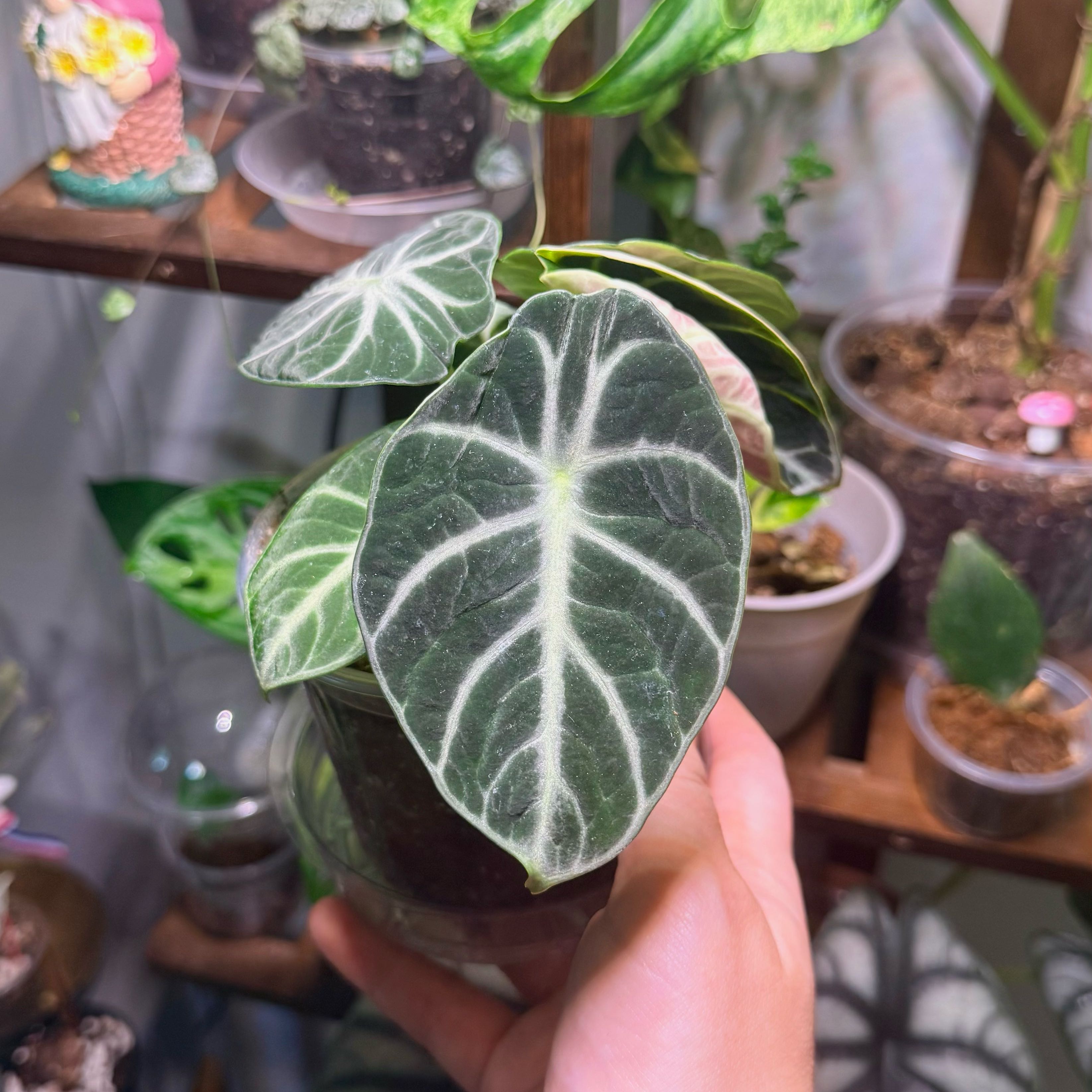 Photo of the plant species alocasia ninja by @Hayliedawn98 named Ninja on Greg, the plant care app