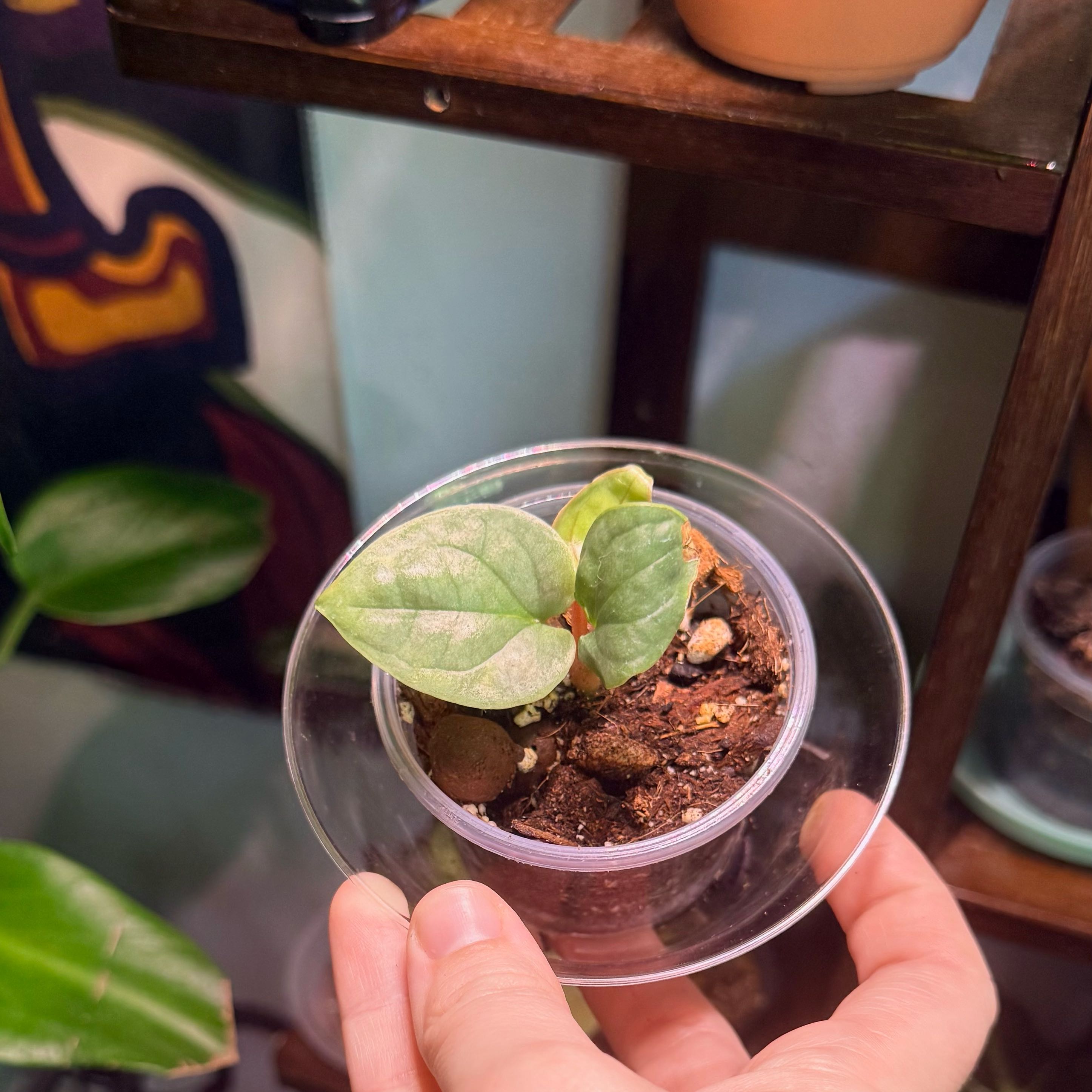 Photo of the plant species Anthurium Luxurians by @Hayliedawn98 named Luxurian on Greg, the plant care app