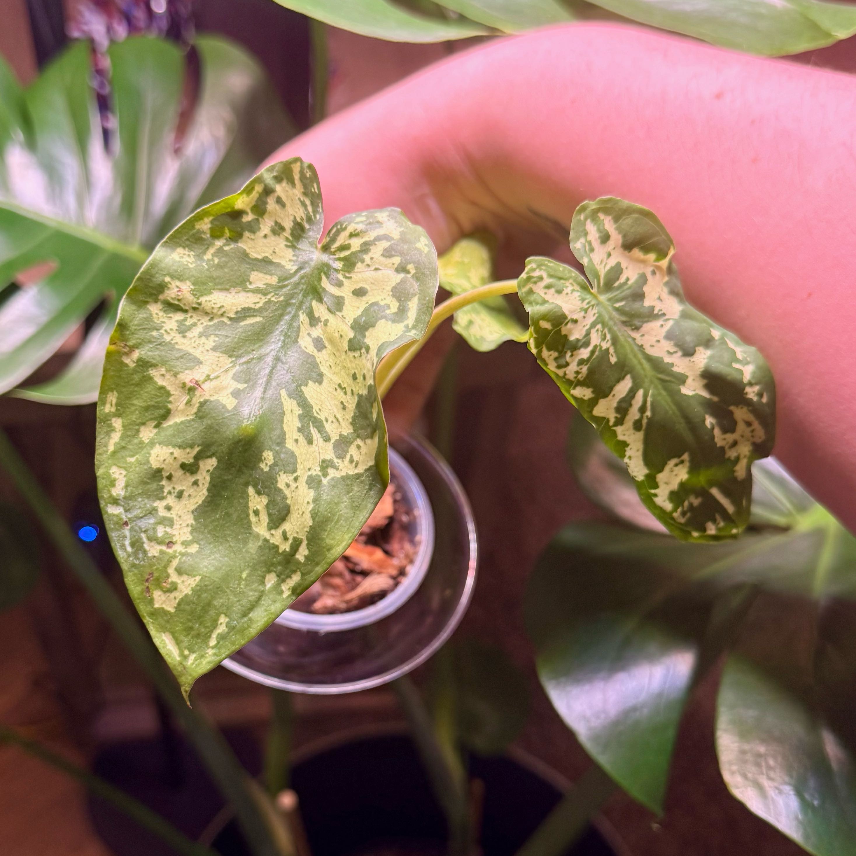 Photo of the plant species Alocasia by @Hayliedawn98 named Hilo on Greg, the plant care app