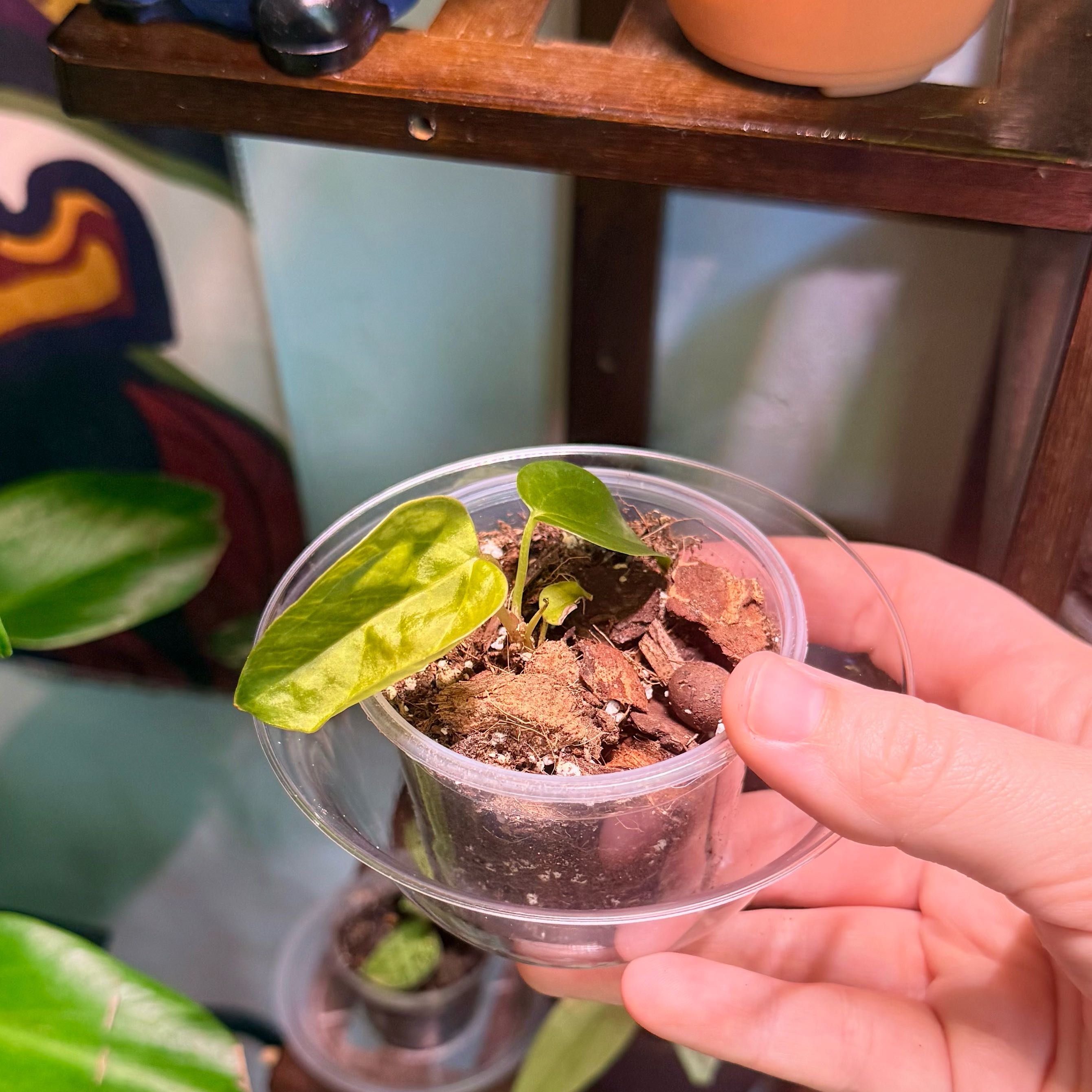 Photo of the plant species Anthurium 'Queen of Hearts' by @Hayliedawn98 named Anthi on Greg, the plant care app