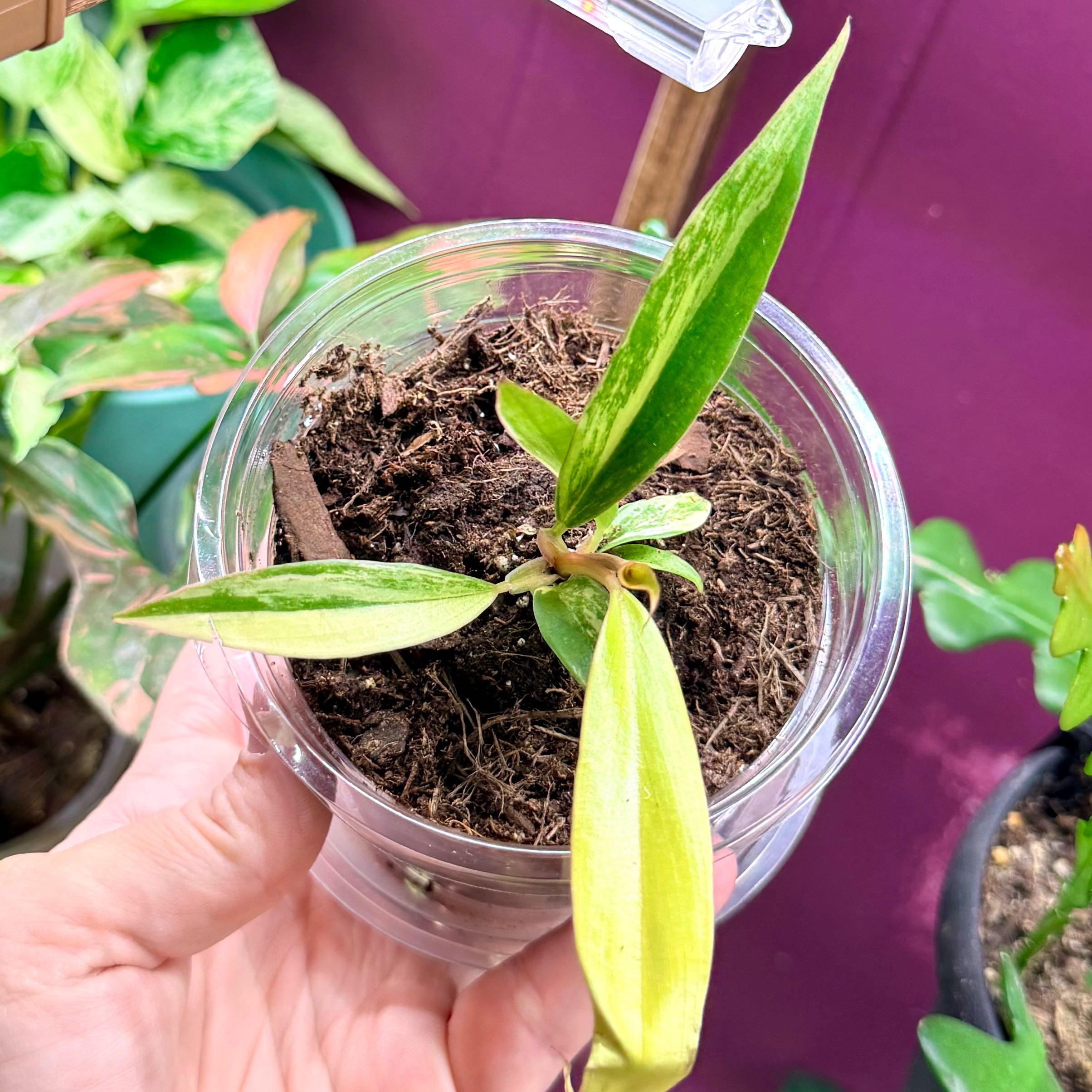 Photo of the plant species Caramel Marble Philodendron by @Hayliedawn98 named Planty on Greg, the plant care app