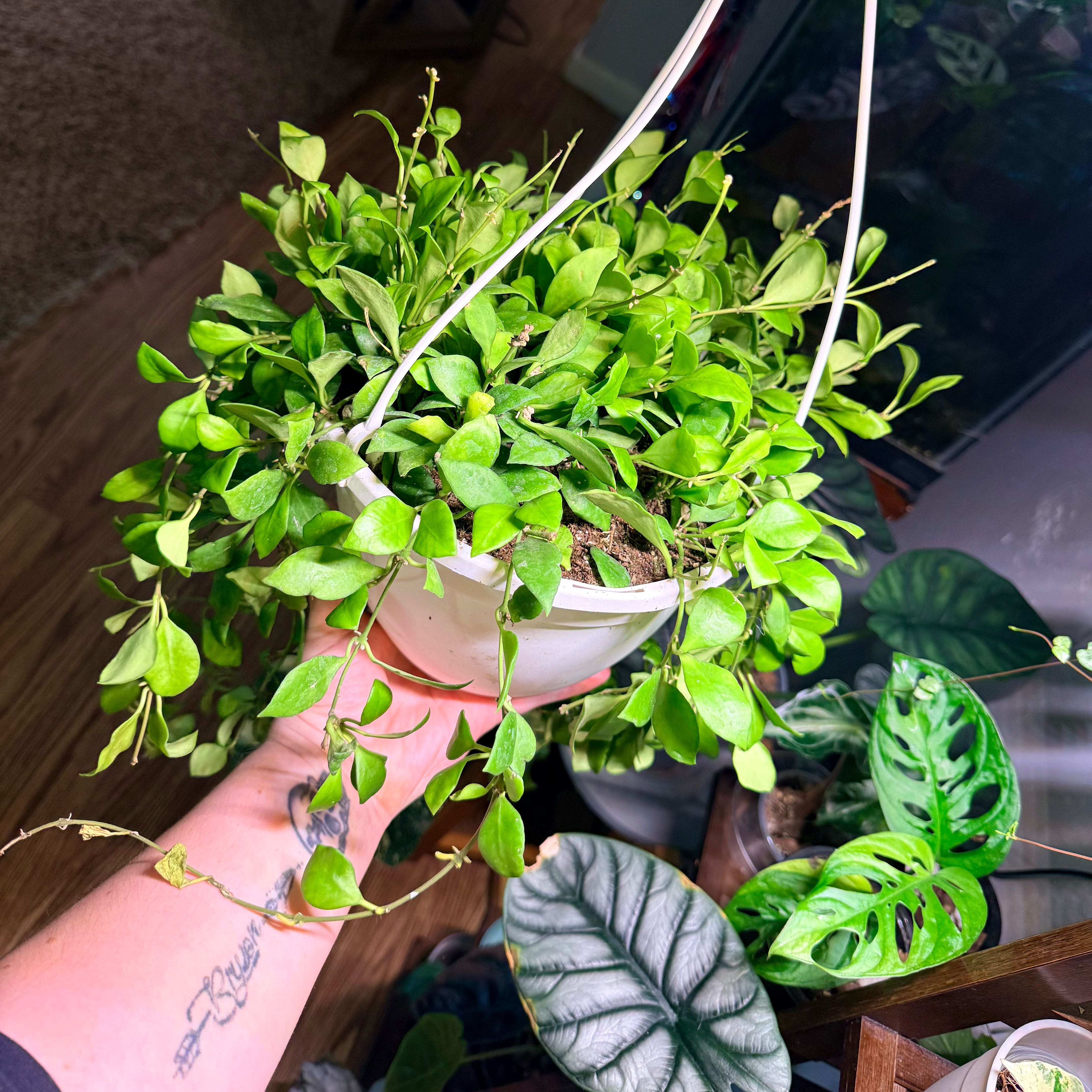 Photo of the plant species Hoya heuschkeliana by @Hayliedawn98 named Keliana on Greg, the plant care app