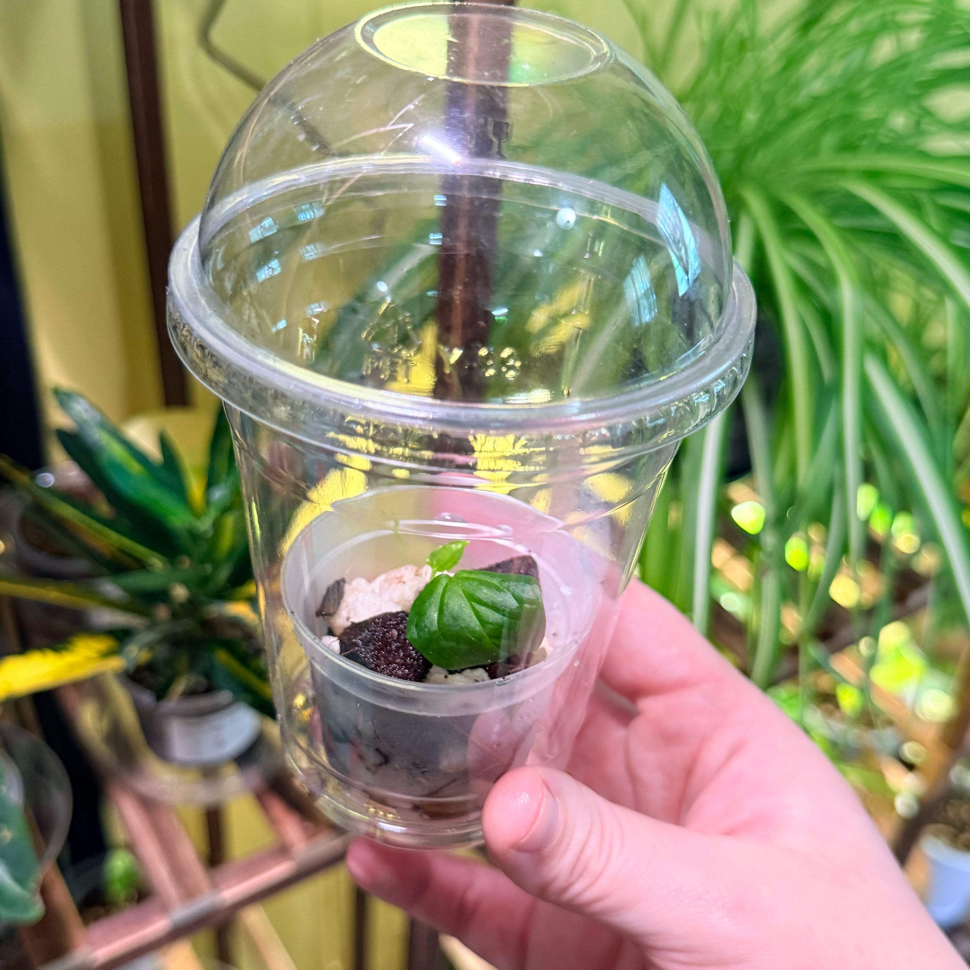 Photo of the plant species Anthurium 'Queen of Hearts' by @Hayliedawn98 named Rosa on Greg, the plant care app