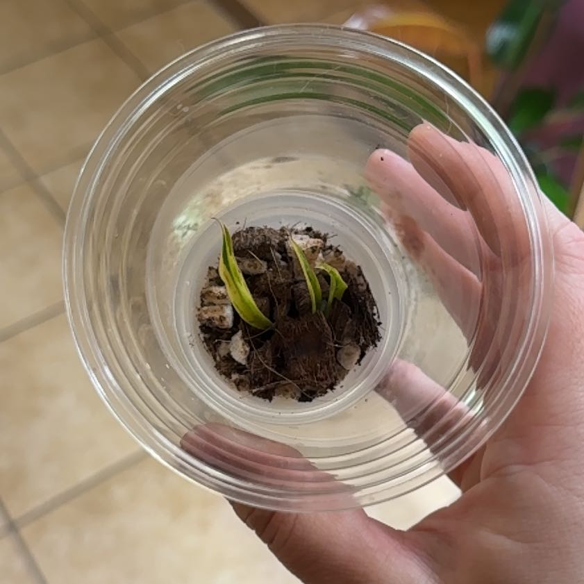 Photo of the plant species Caramel Marble Philodendron by @Hayliedawn98 named Marbles on Greg, the plant care app