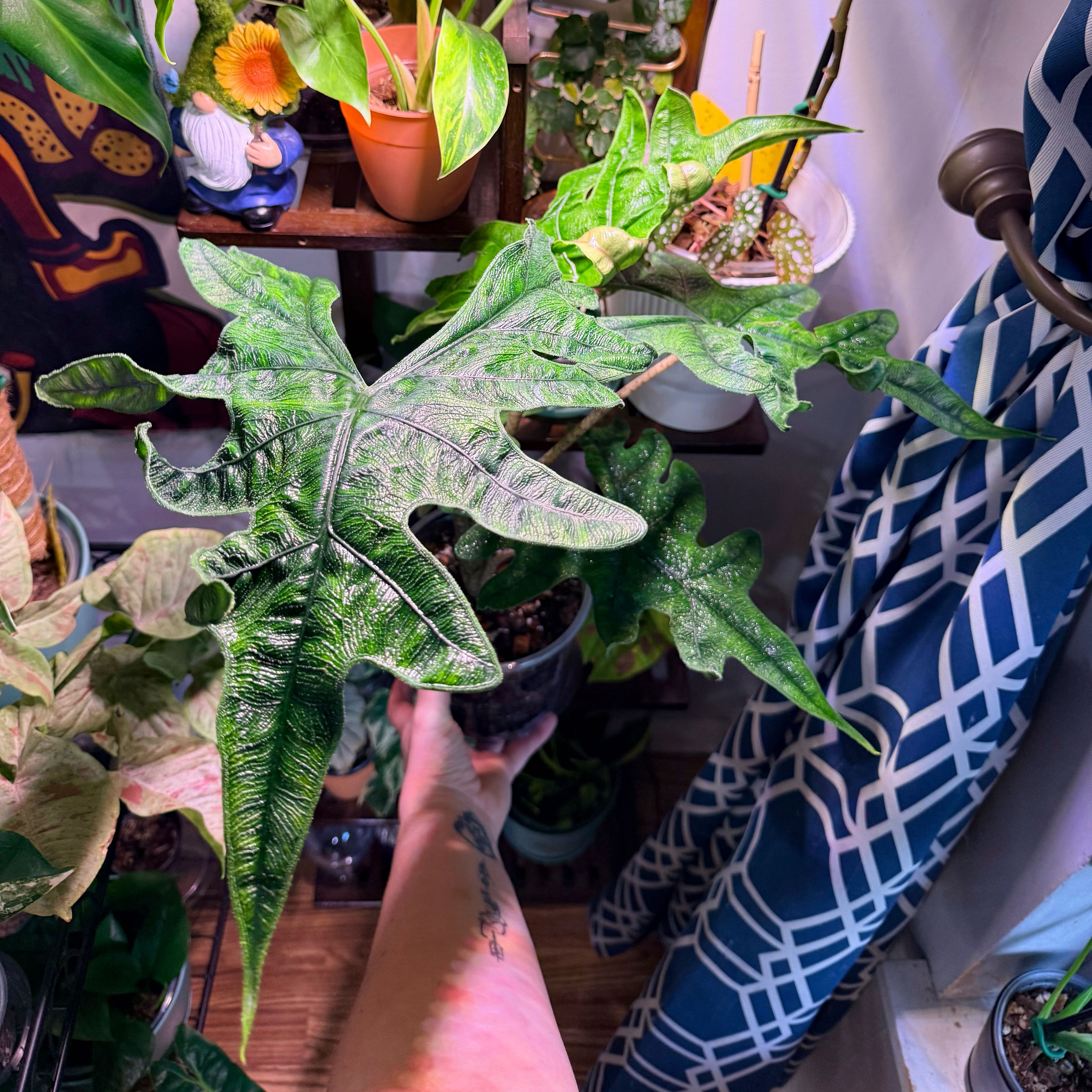 Photo of the plant species Alocasia 'Jacklyn' by @Hayliedawn98 named Big Jacks on Greg, the plant care app