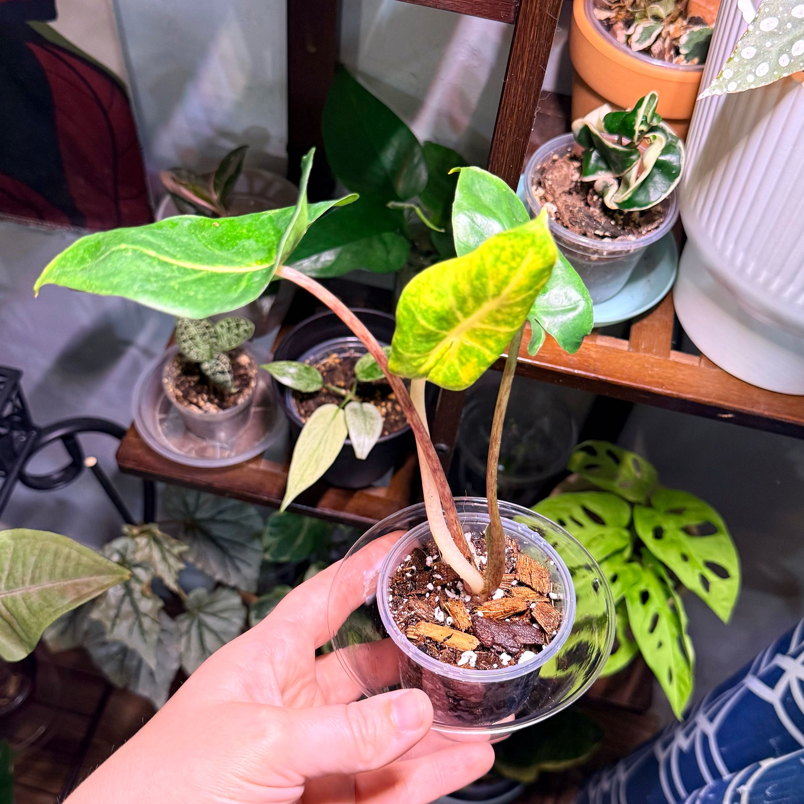 Photo of the plant species Aroid by @Hayliedawn98 named Messi on Greg, the plant care app