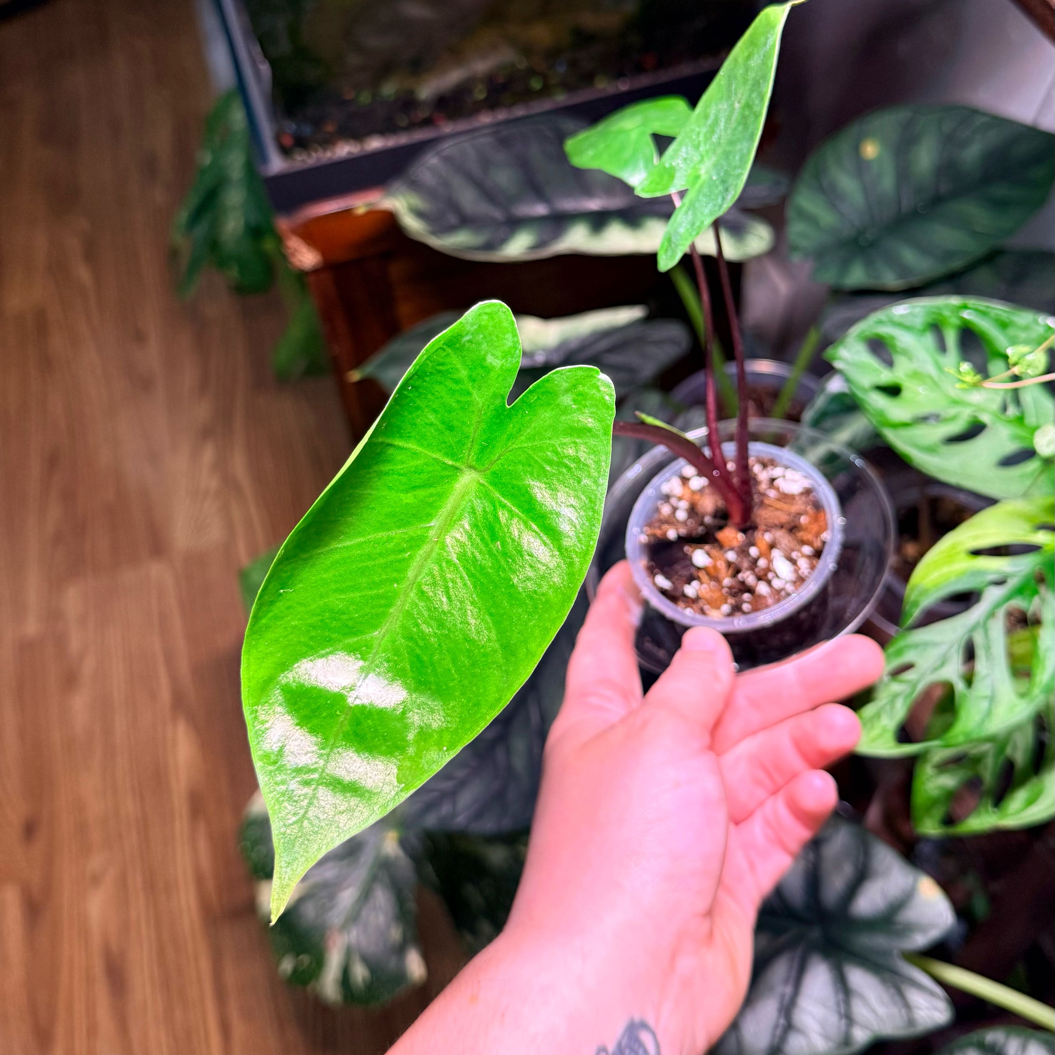 Photo of the plant species Alocasia Macrorrhiza 'Black Stem' Variegated by @Hayliedawn98 named Harmony on Greg, the plant care app