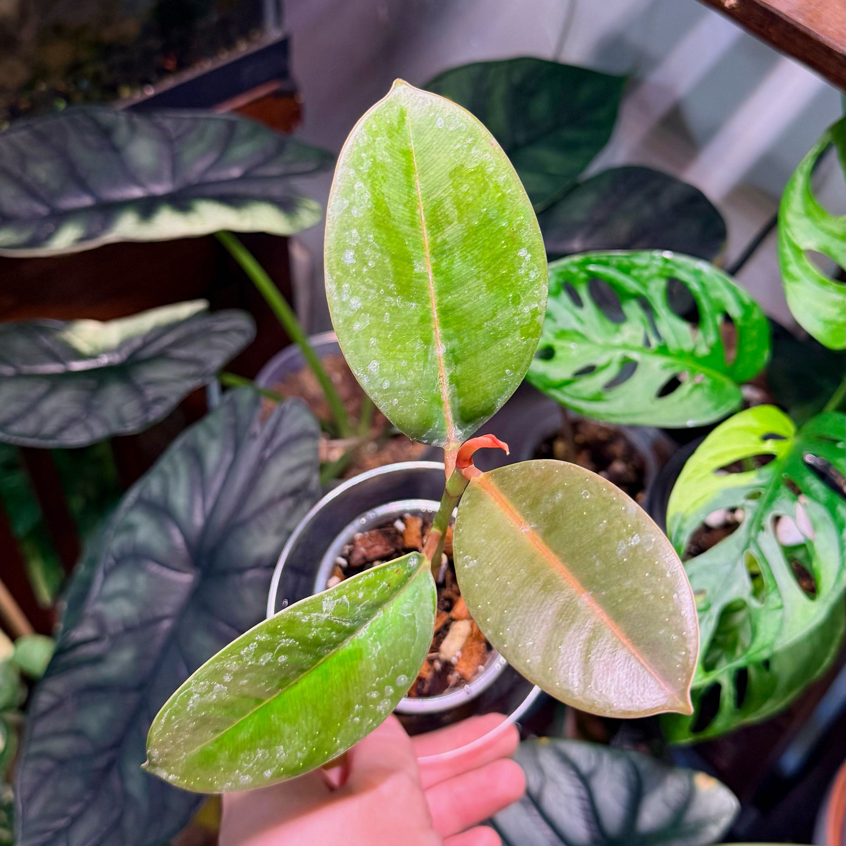 Photo of the plant species Rubber Plant 'Belize' by @Hayliedawn98 named Aidan Ray on Greg, the plant care app