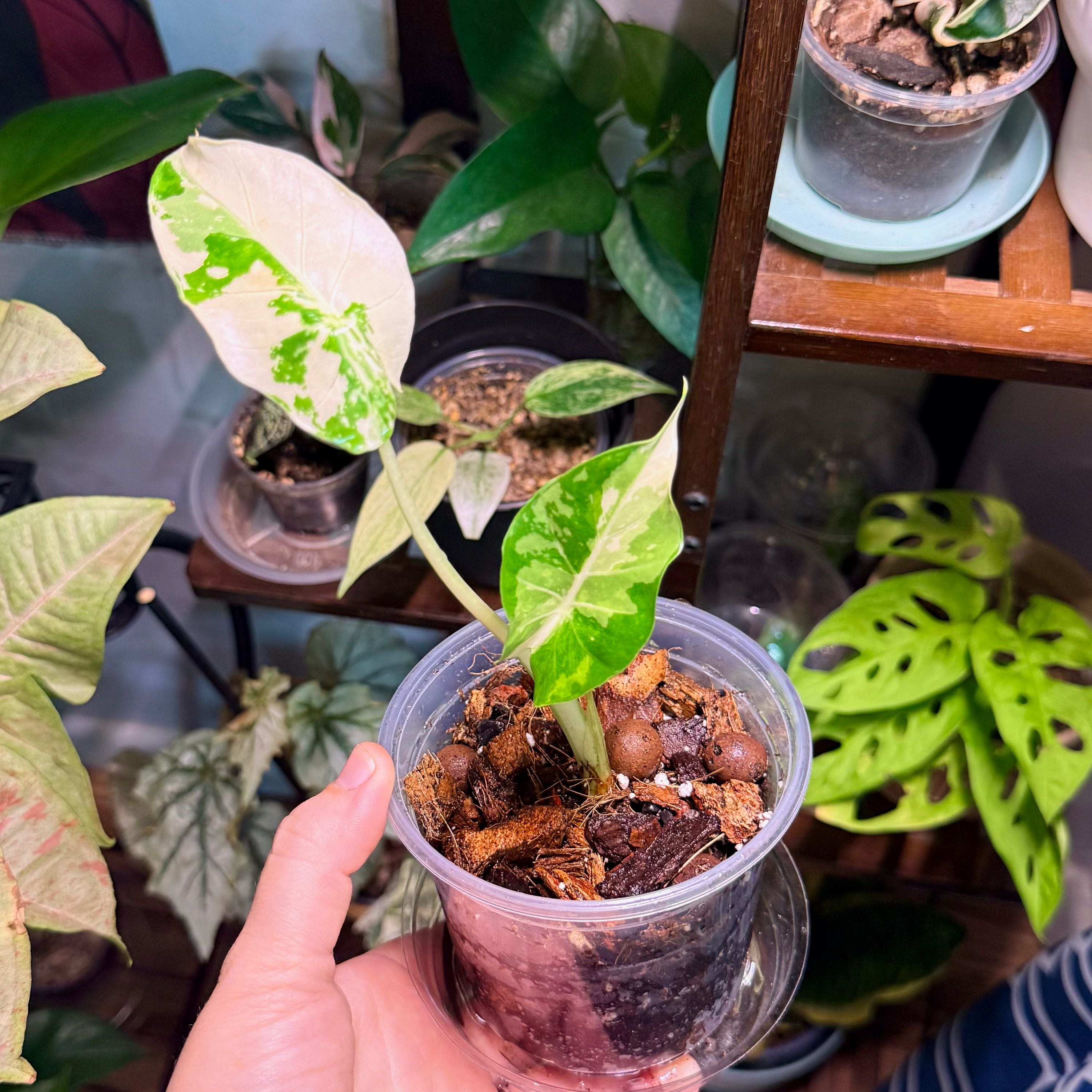 Photo of the plant species Alocasia Blizzard by @Hayliedawn98 named Blizzy on Greg, the plant care app