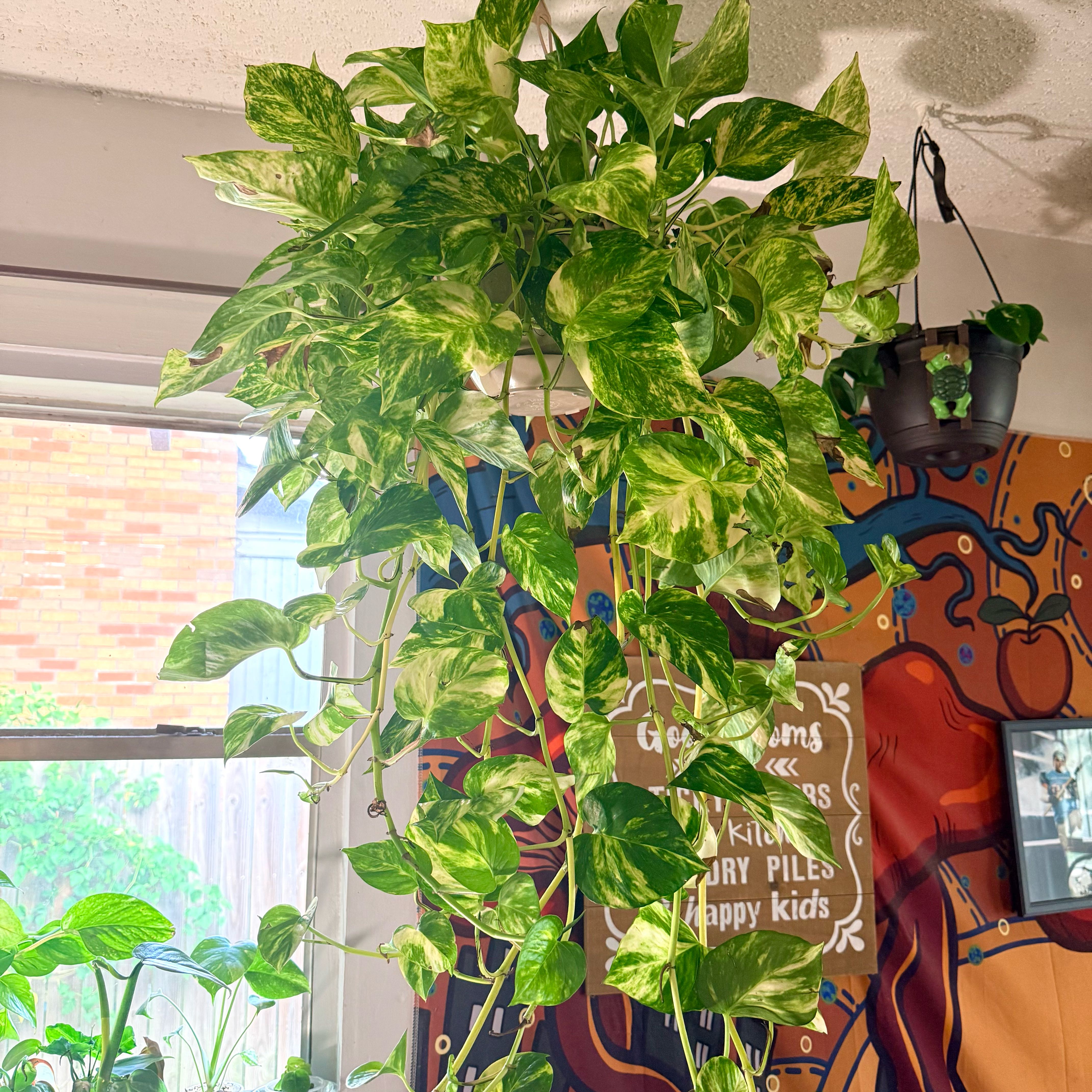 Photo of the plant species Hawaiian Pothos by @Hayliedawn98 named Aloha on Greg, the plant care app