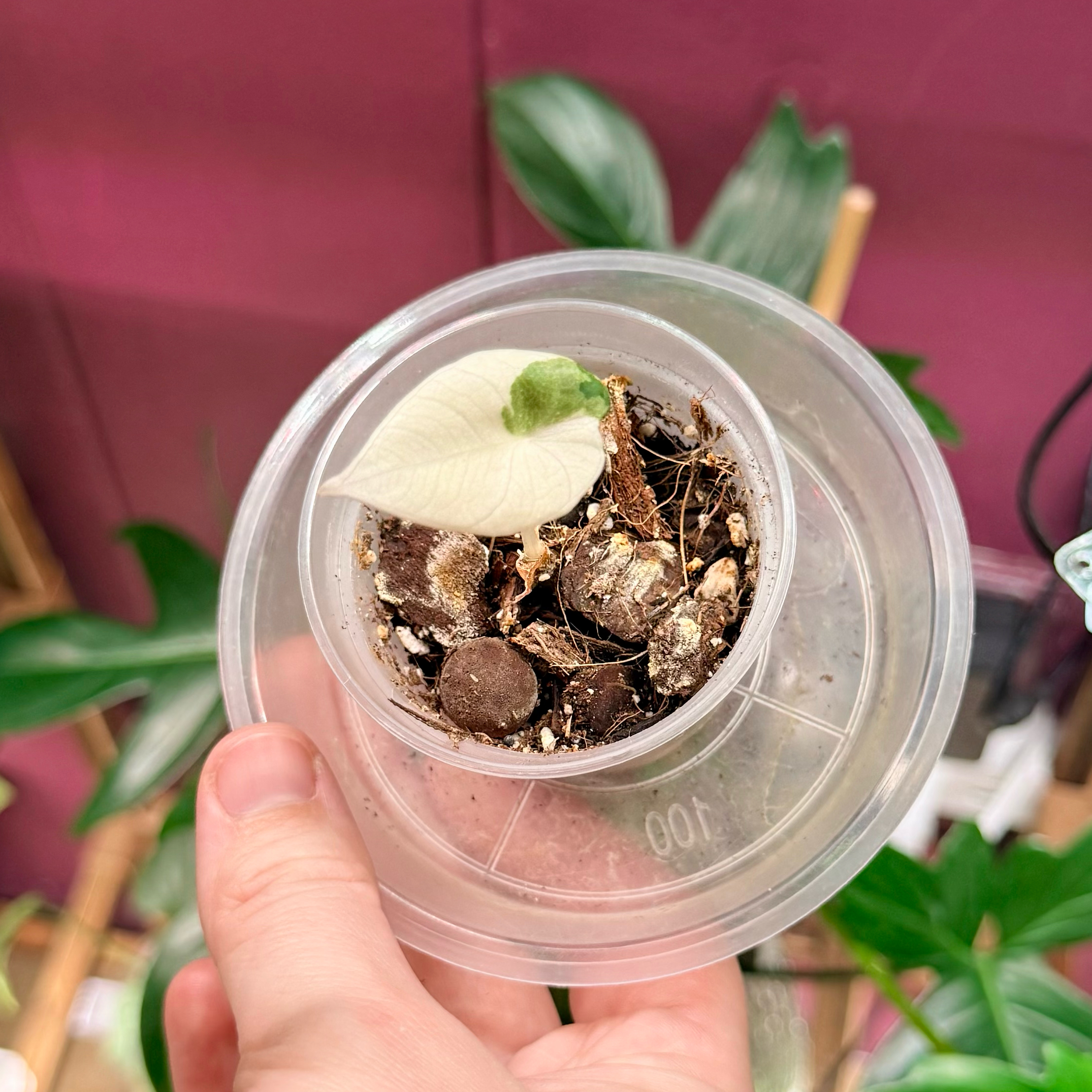 Photo of the plant species Alocasia Black Velvet Pink Variegated by @Hayliedawn98 named P!nk on Greg, the plant care app