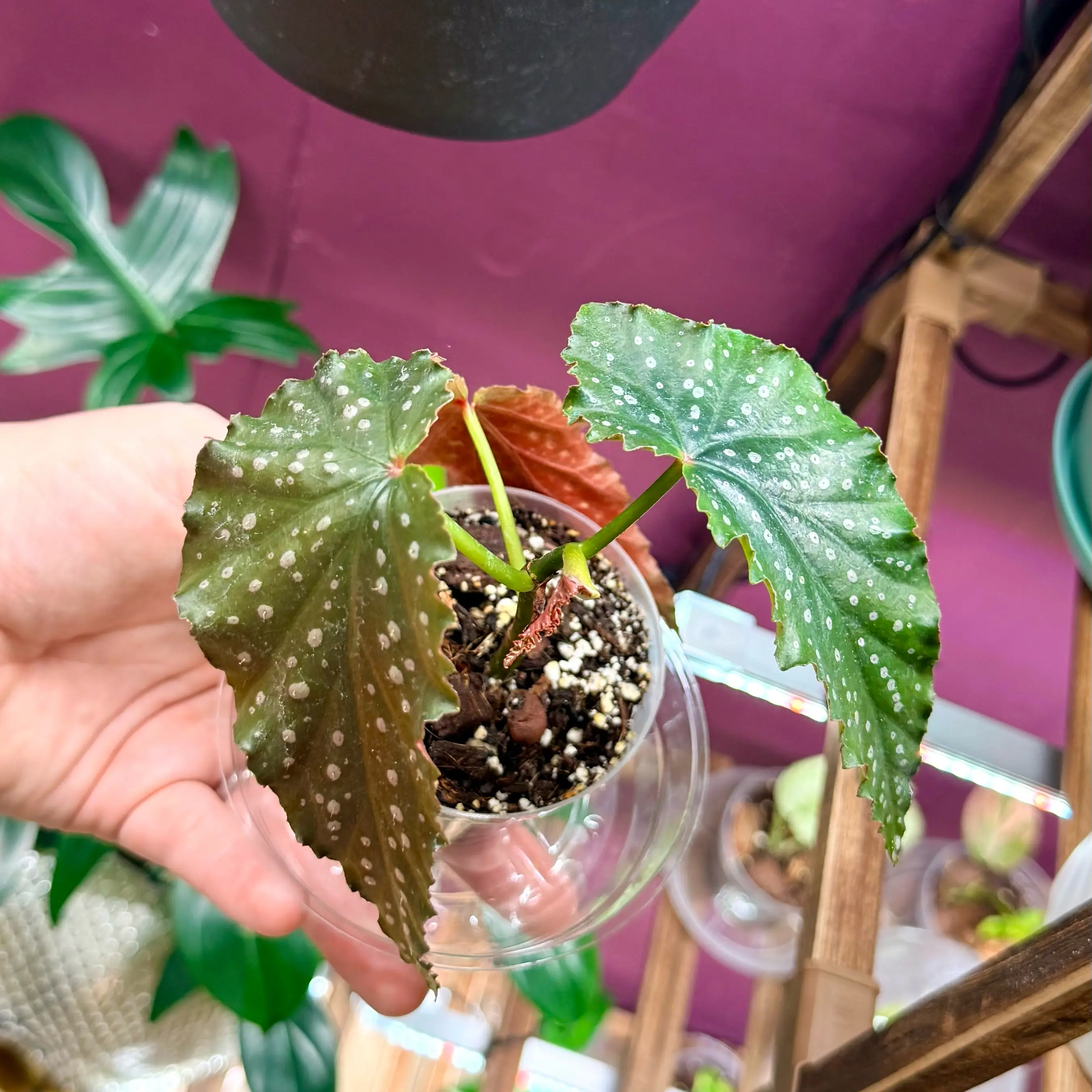 Photo of the plant species Angel Wing Begonia by @Hayliedawn98 named Fannie on Greg, the plant care app