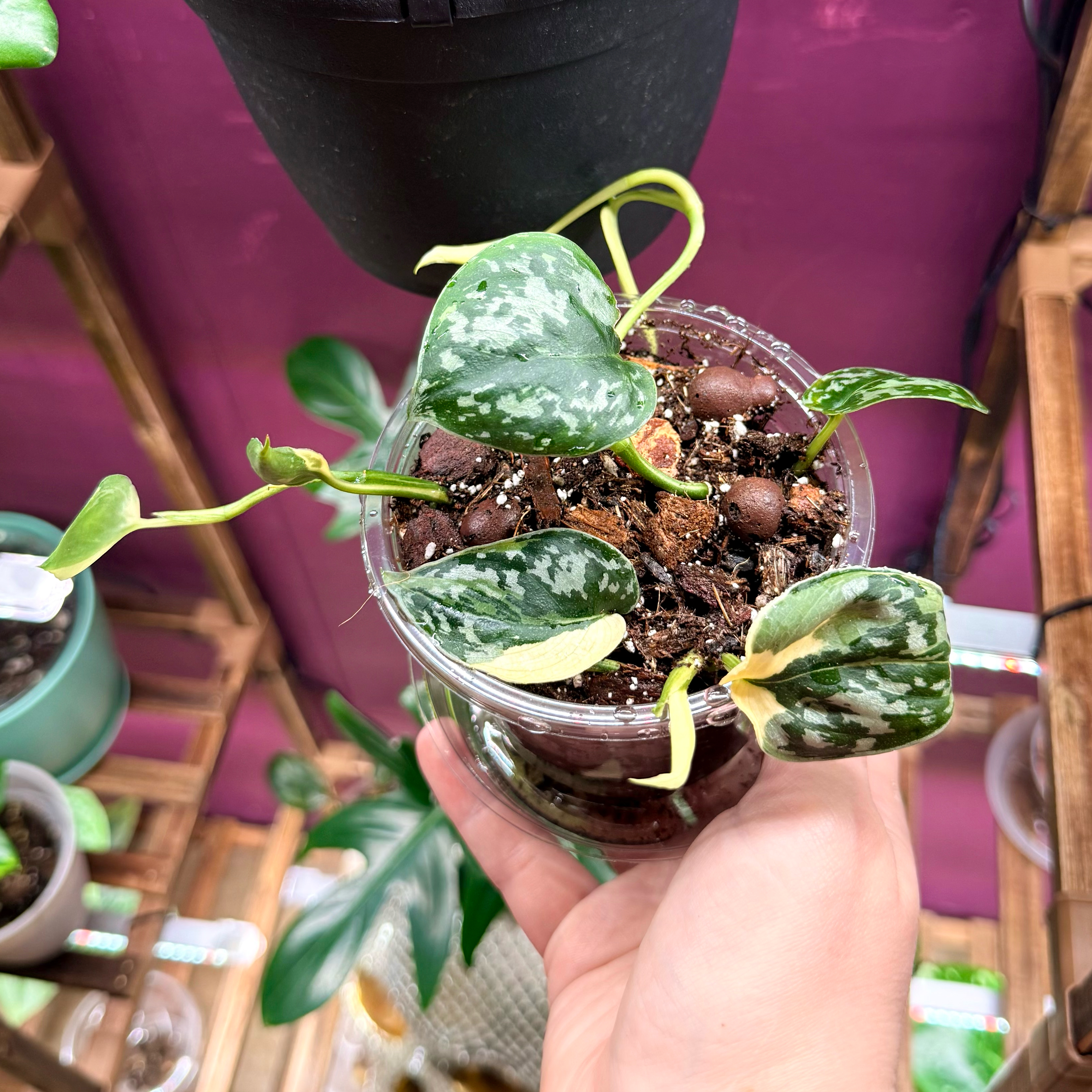 Photo of the plant species Variegated Scindapsus Mayari by @Hayliedawn98 named Mayari on Greg, the plant care app