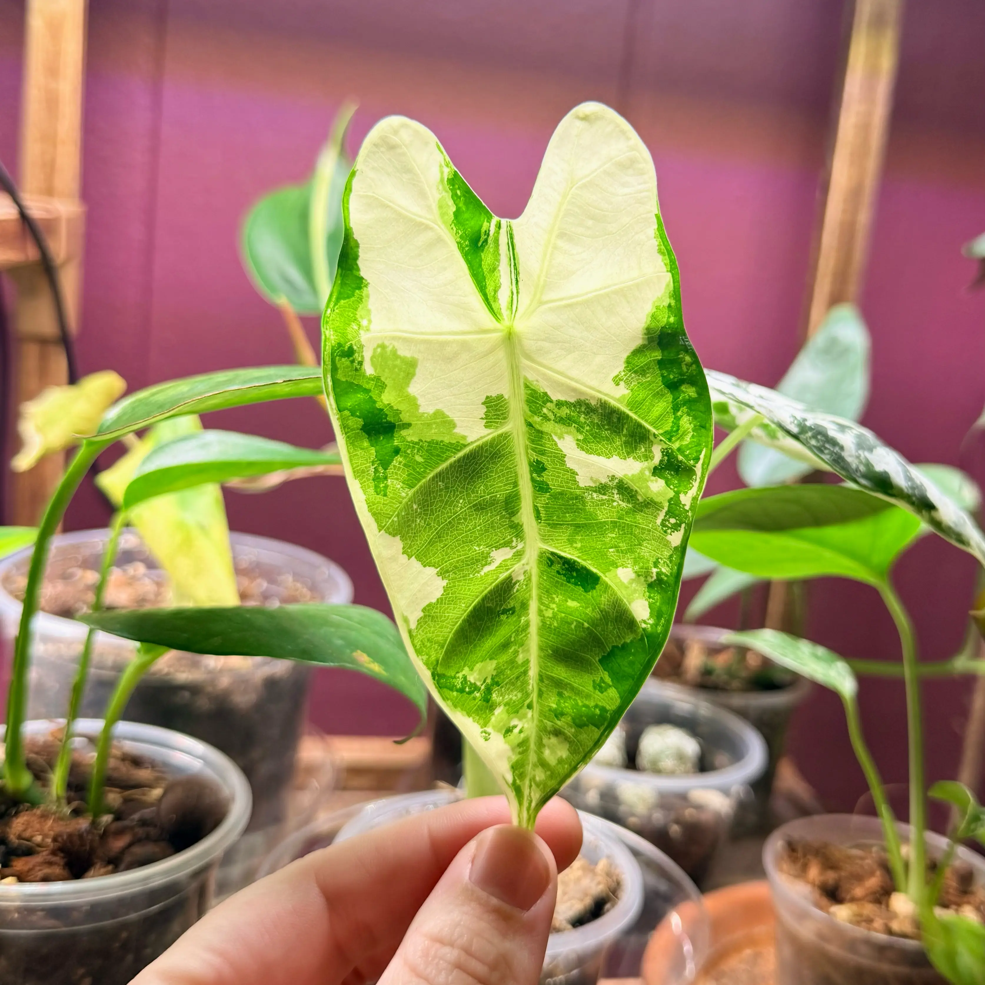 Photo of the plant species Frydek Albo by @Hayliedawn98 named Spot on Greg, the plant care app