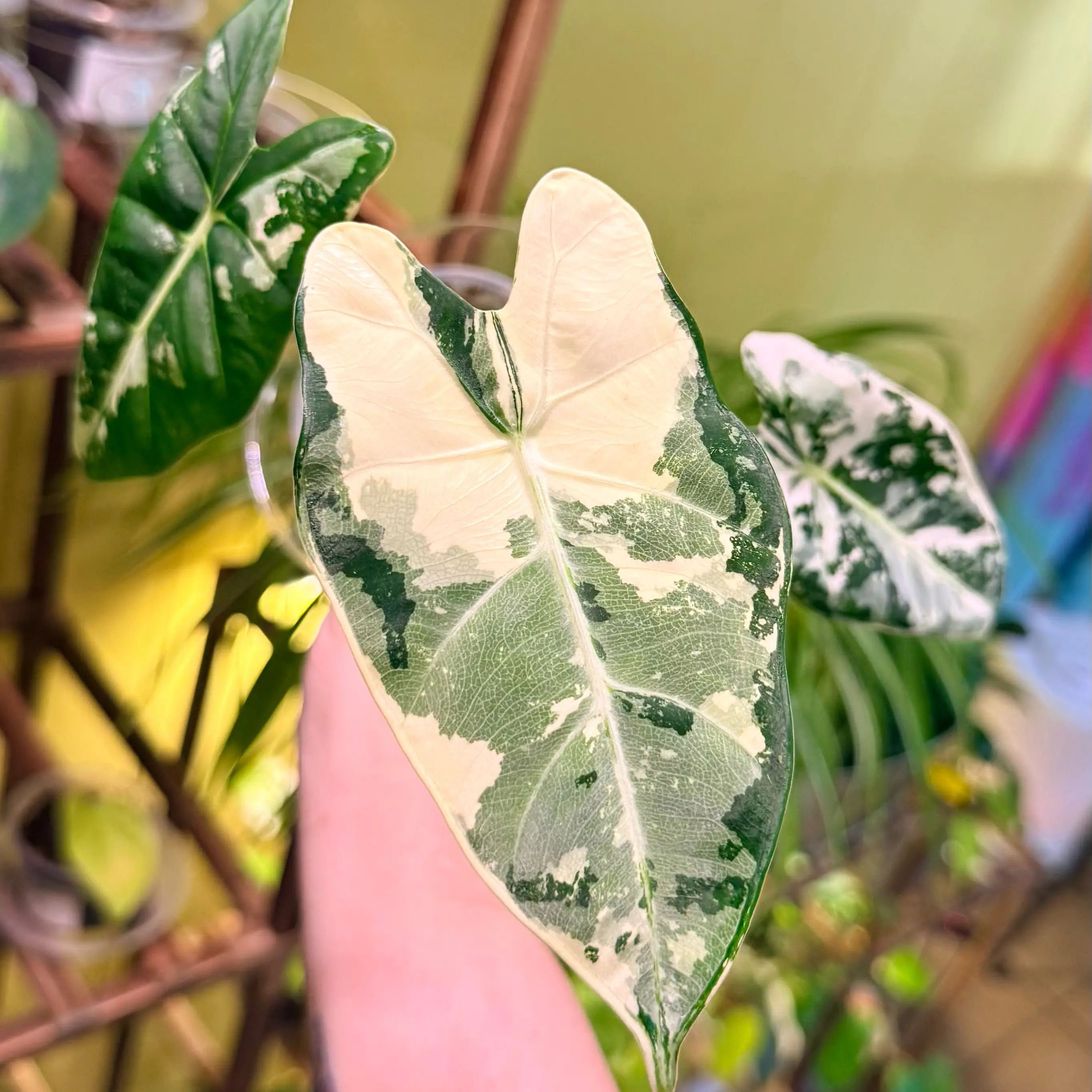 Photo of the plant species Frydek Albo by @Hayliedawn98 named Spot on Greg, the plant care app
