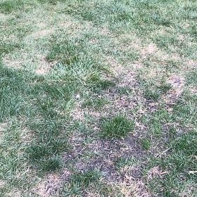 Photo of the plant species Smooth Meadowgrass by @UniqueRadish63 named Captain Plant-it on Greg, the plant care app