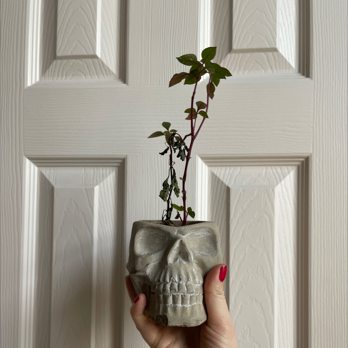Brazilian Joyweed plant in a skull-shaped pot held by a hand, with some wilted and discolored leaves.