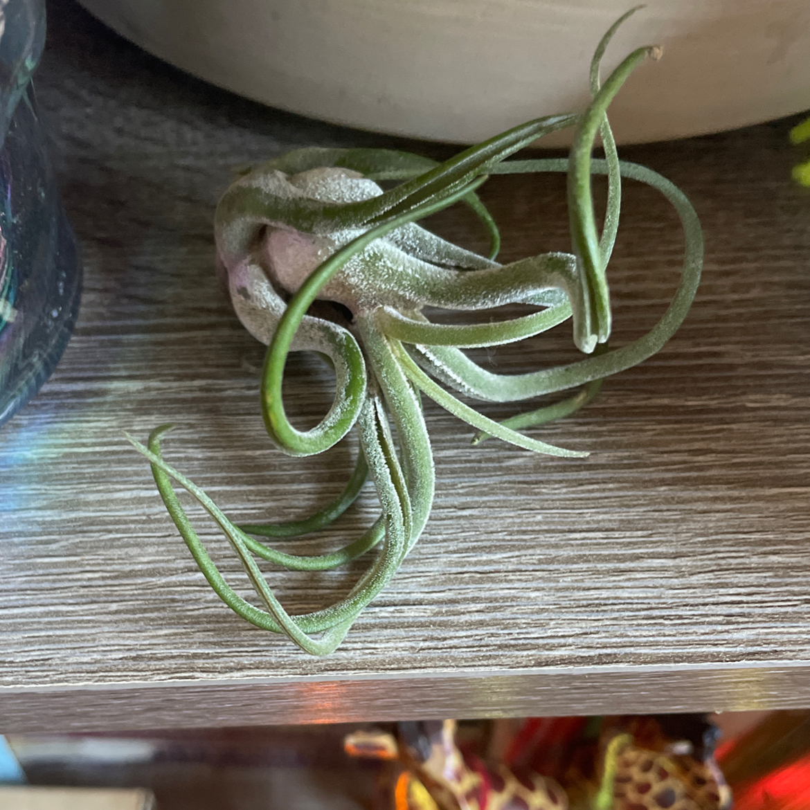 Spreading Airplant (Tillandsia recurvata) on a wooden surface, appears healthy.