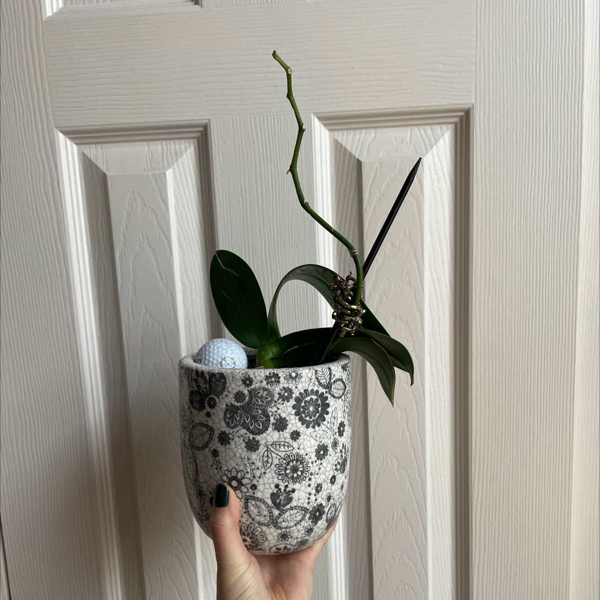 Potted Moon Orchid with healthy green leaves and a long stem, held by a hand.