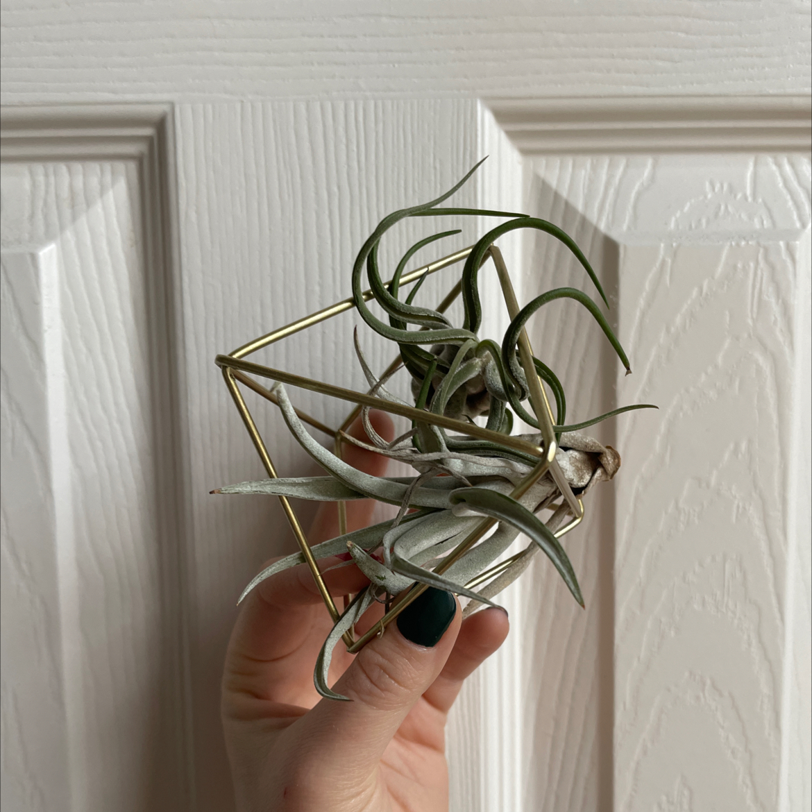 Medusa Head Air Plant held by a hand, well-framed and in focus.